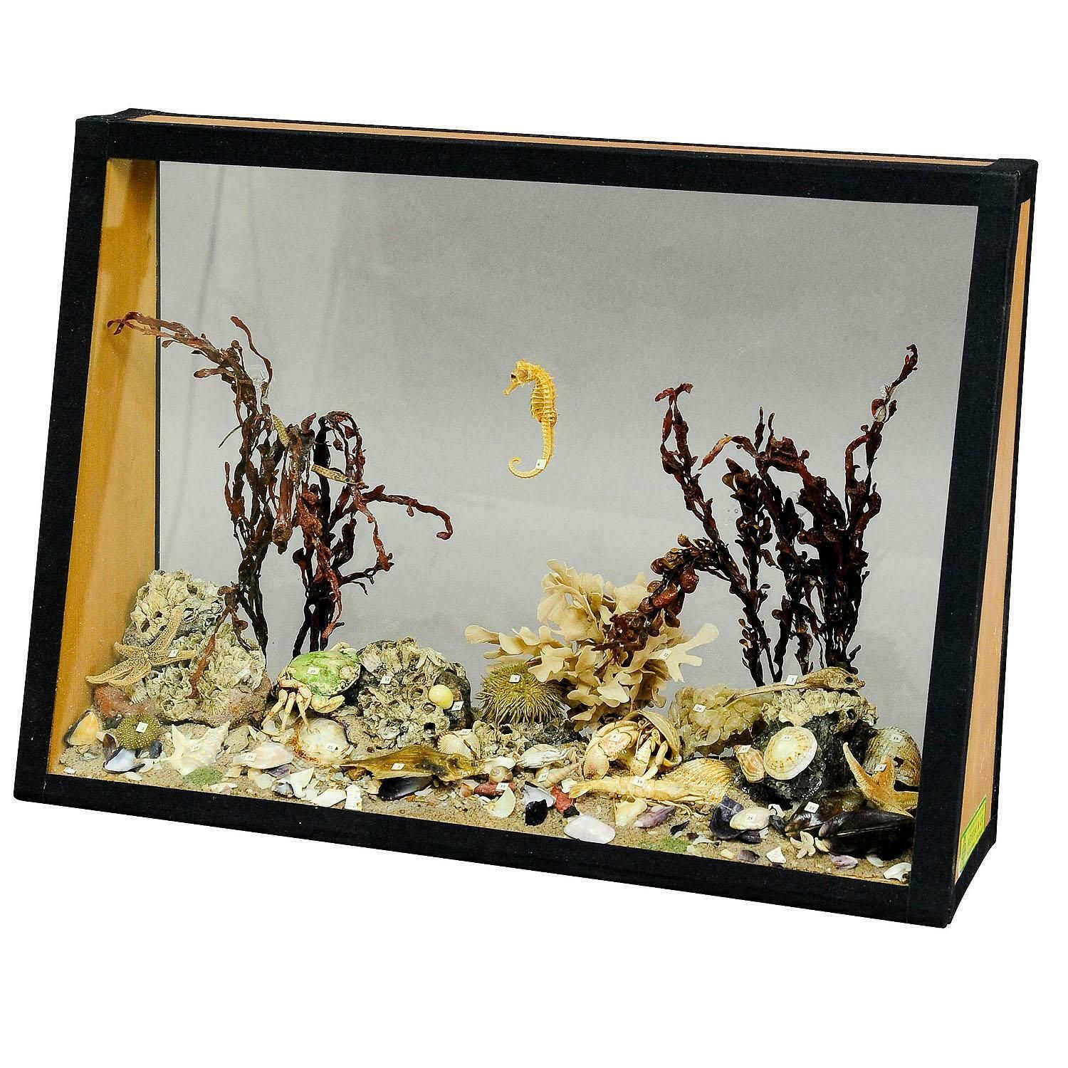 Antique Under The Water School Specimen photo furniture