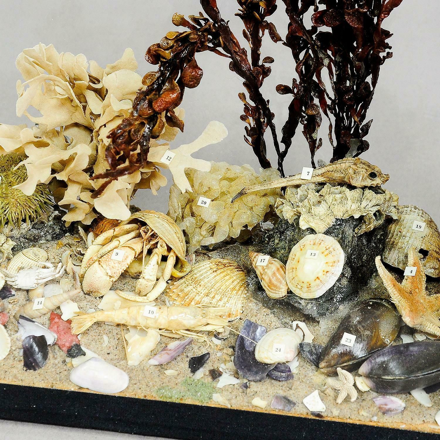 Antique Under The Water School Specimen photo for sale
