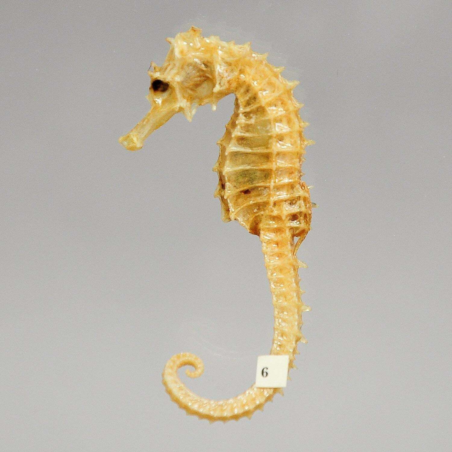 Antique Under The Water School Specimen photo 1004.0