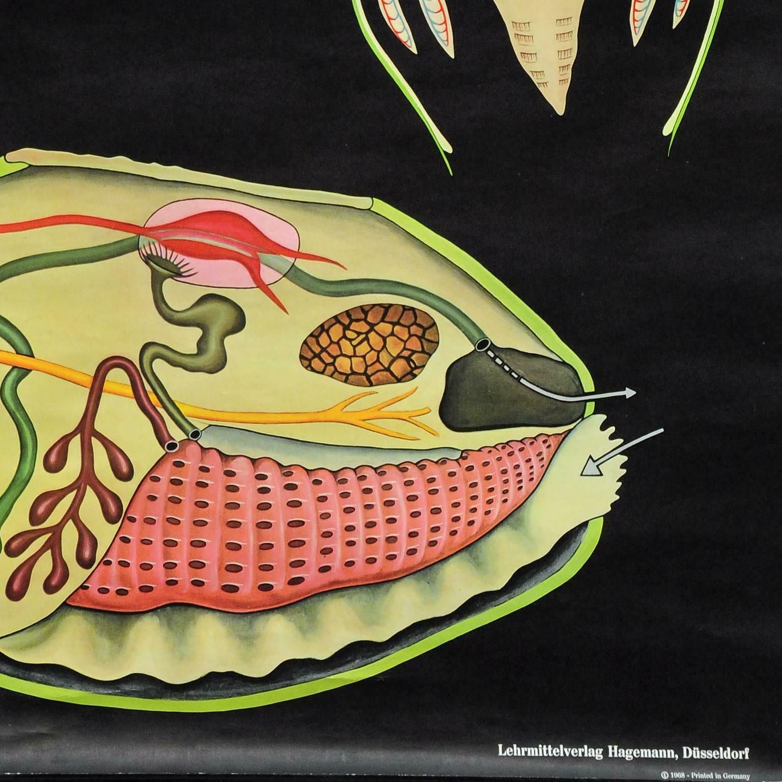 Maritime Decorative Art Print By Jung Koch Quentell River Mussel Wall Chart £322.04 photo buy
