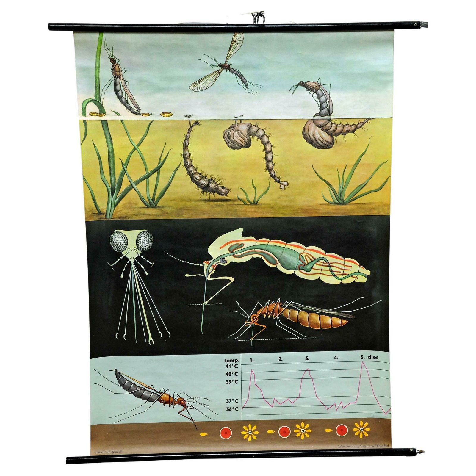 Naturalistic Art Print By Jung Koch Quentell Mosquito Midges Insect Wall Chart