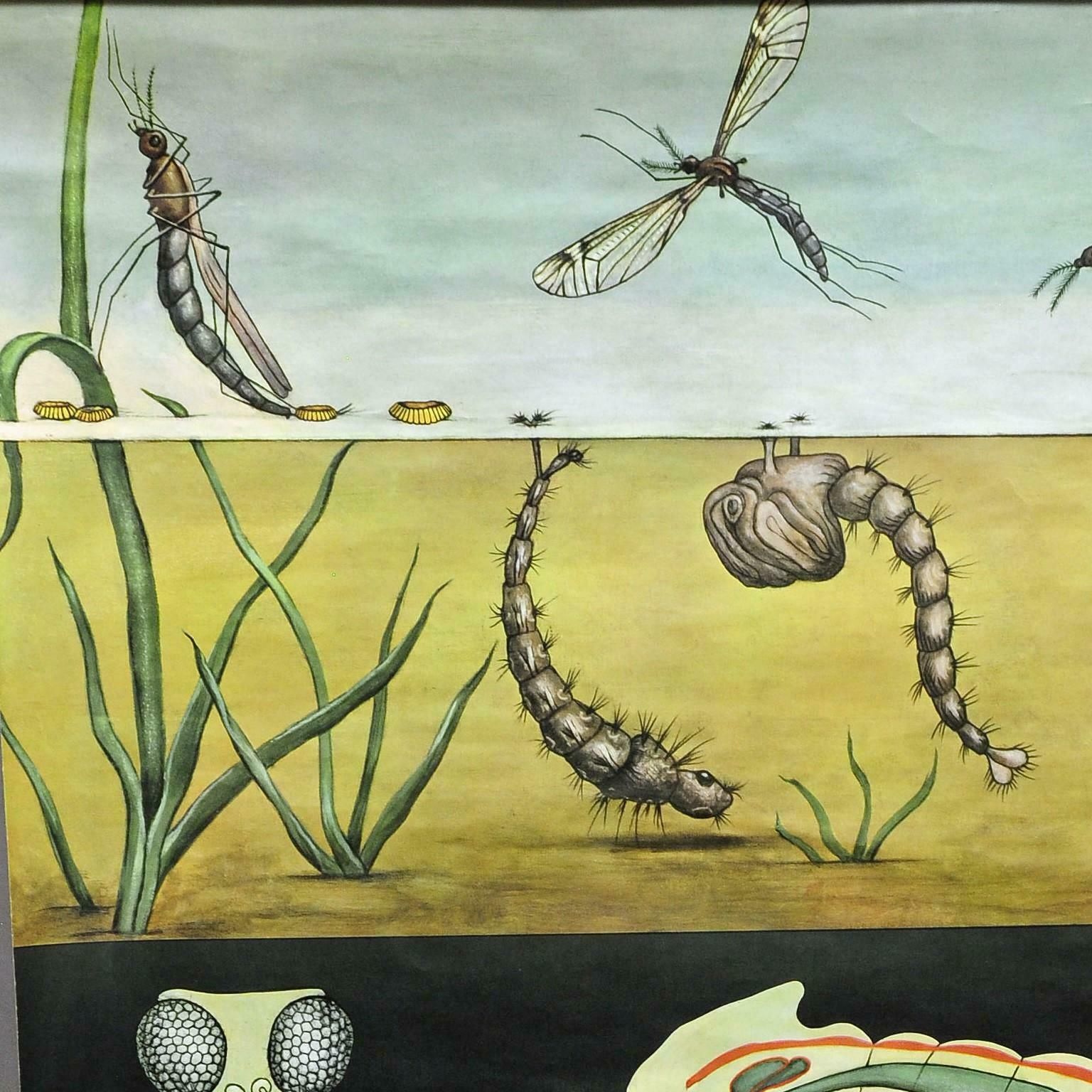 Naturalistic Art Print By Jung Koch Quentell Mosquito Midges Insect Wall Chart photo furniture