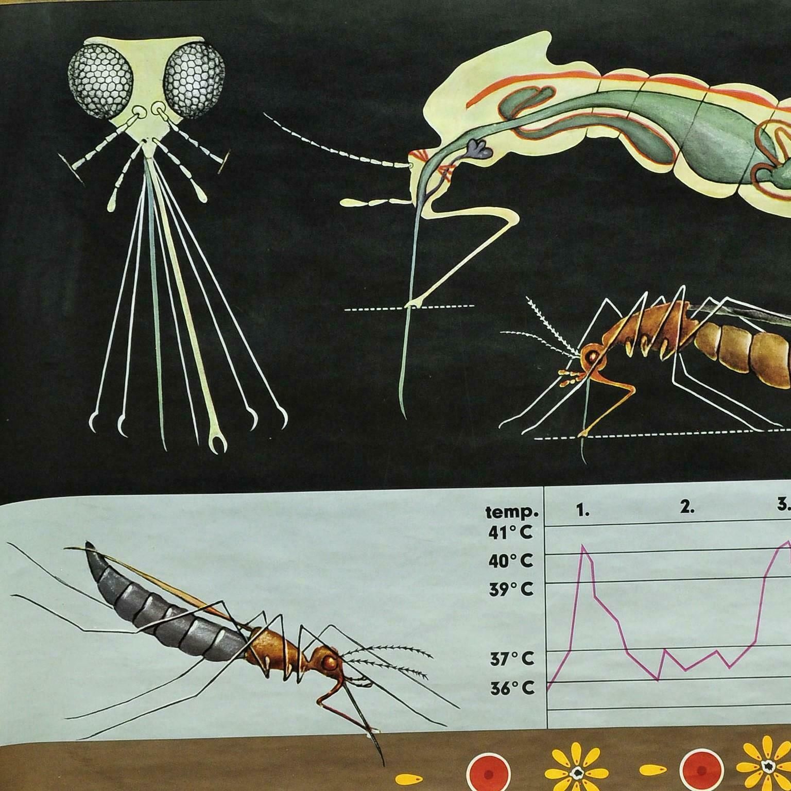 Naturalistic Art Print By Jung Koch Quentell Mosquito Midges Insect Wall Chart photo Art