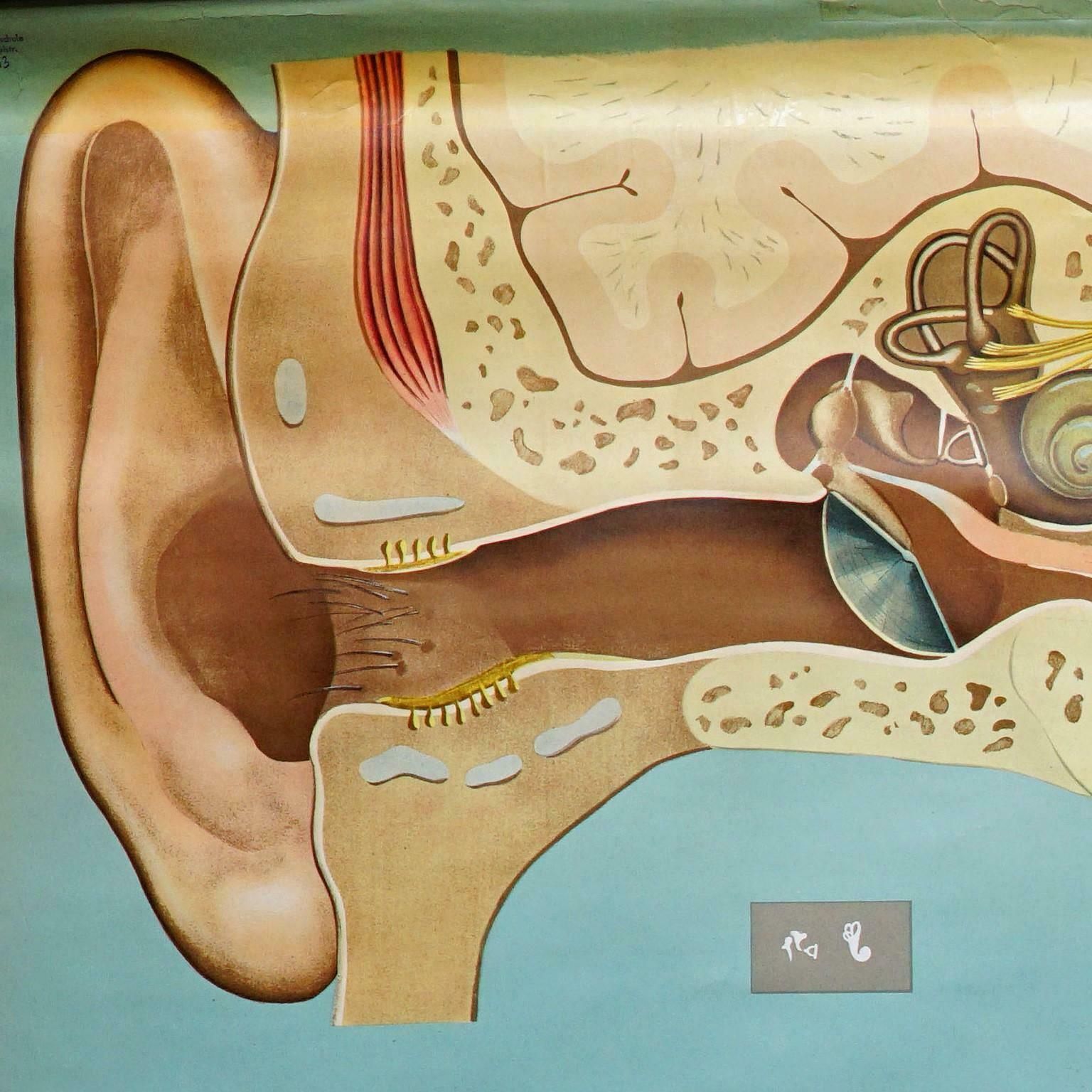 Sense Of Hearing And Balance Equilibrum Wall Chart Medical Poster photo furniture