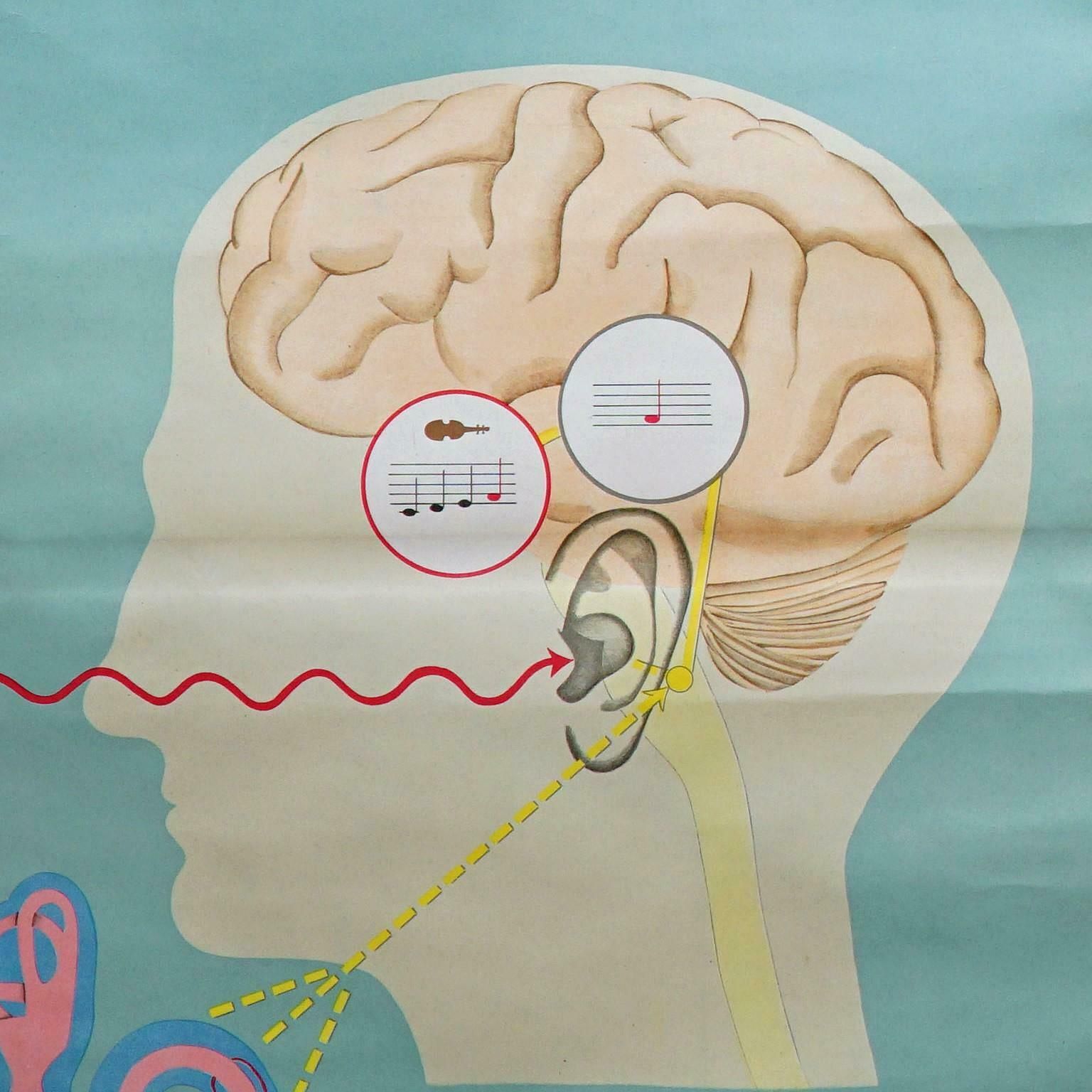 Sense Of Hearing And Balance Equilibrum Wall Chart Medical Poster photo vinterior