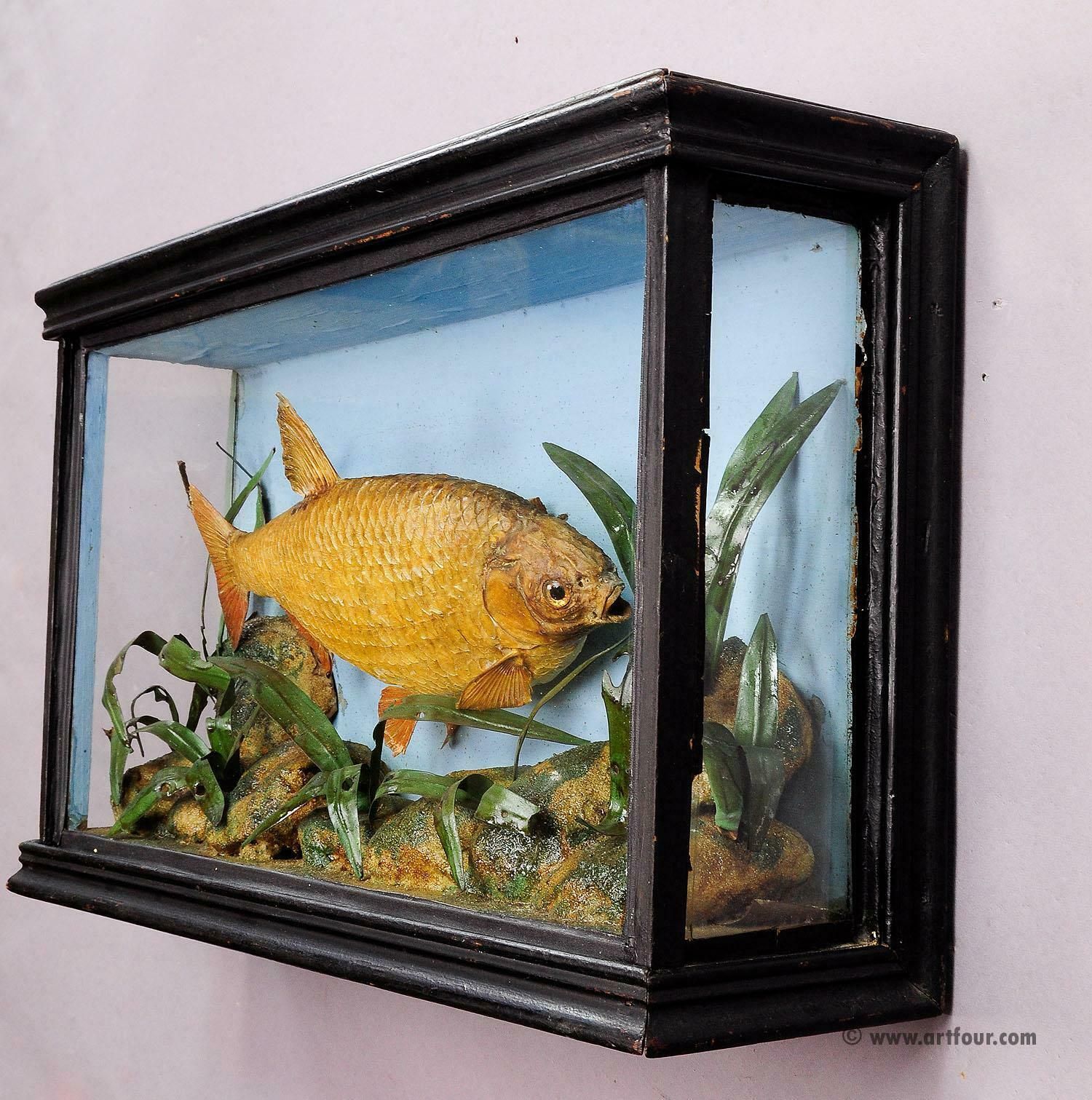 Antieke Glazen Vitrine Met Opgezette Brasem, Ca. 1900 photo vinterior
