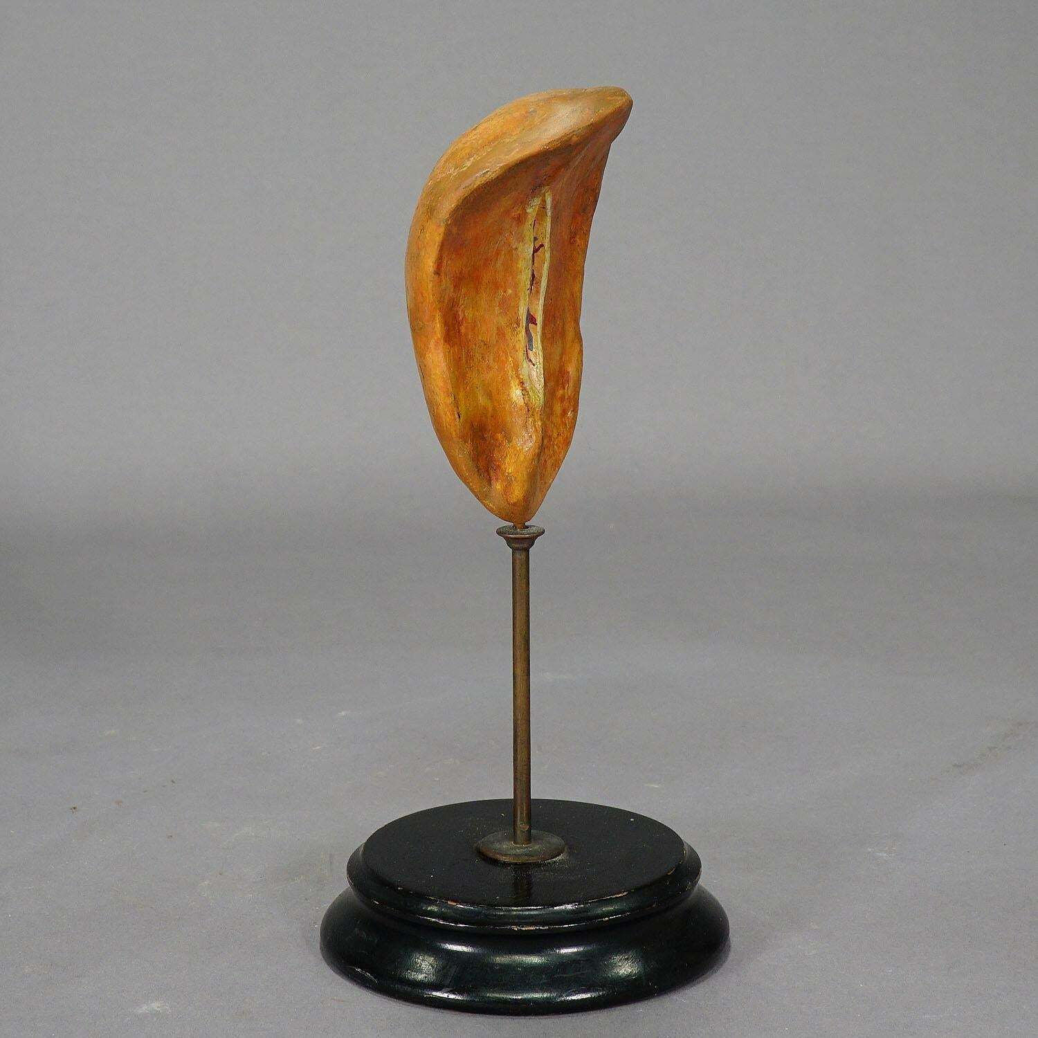 Antique Teaching Model Of The Adipose Spleen, Ca. 1900 photo 495.0