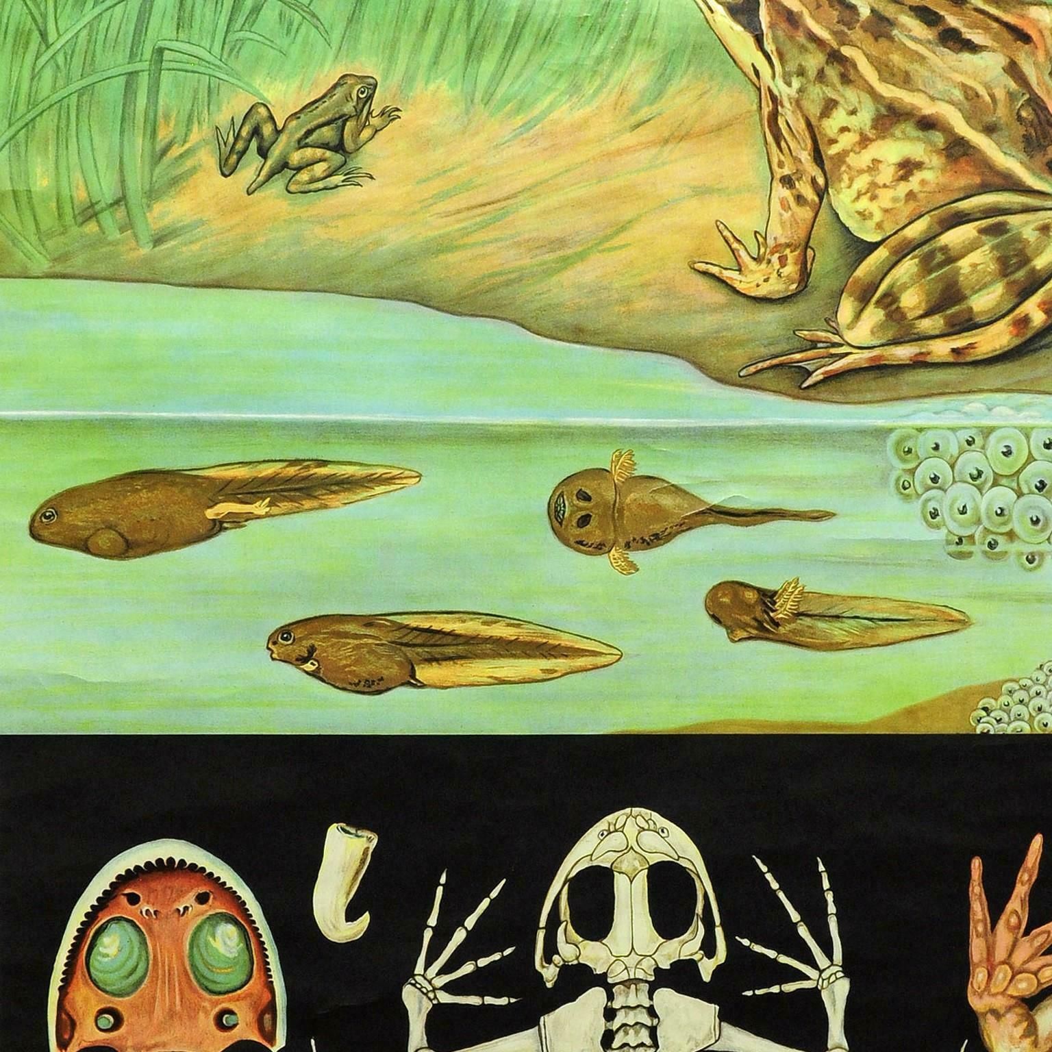 Countrylife Decorative Art Print Jung Koch Quentell Brown Common Frog Tadpole photo 322.0