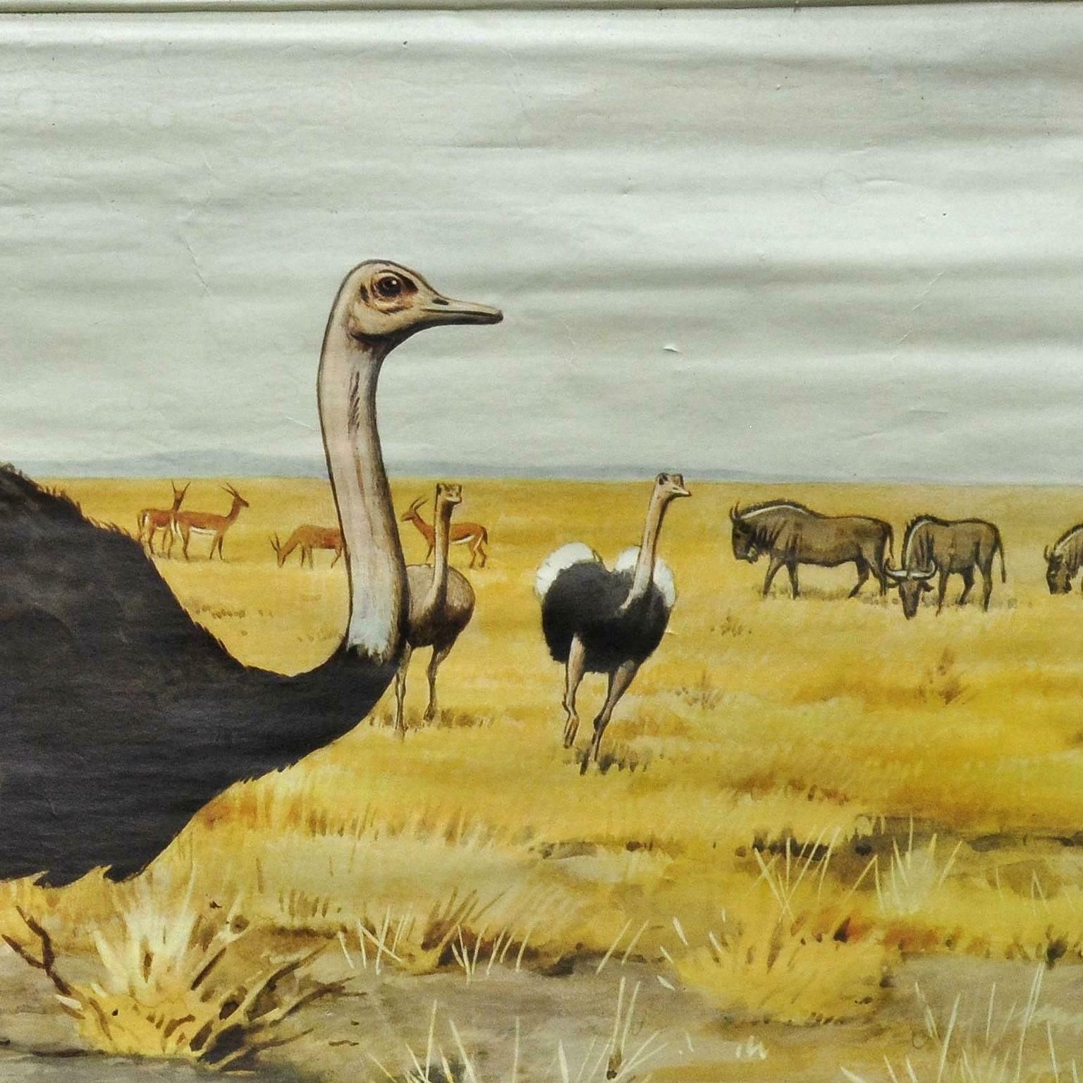 Vintage Wall Chart Kids Room Decoration Steppe Animals Ostrich Gazelle Gnus photo for sale