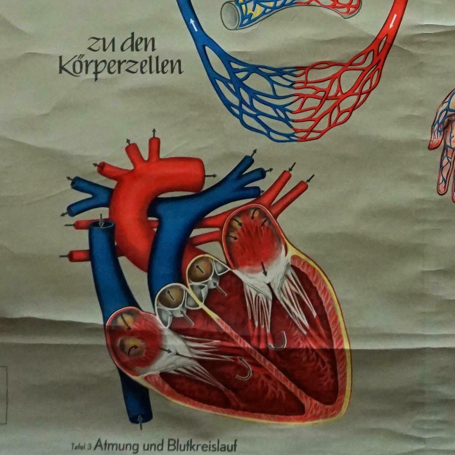 Medical Poster Vintage Rollable Wall Chart Respiration Blood Circulation photo vinterior