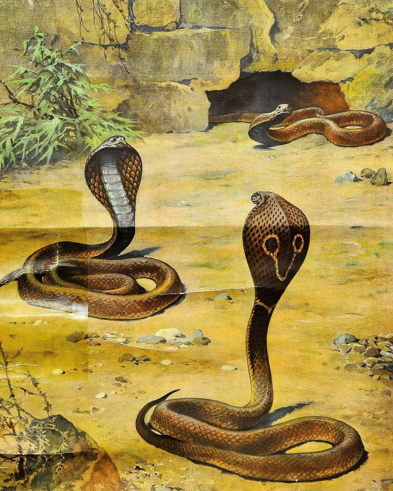 Old Pull Down Wallchart Scenery With Cobras Snake Poster Print photo furniture