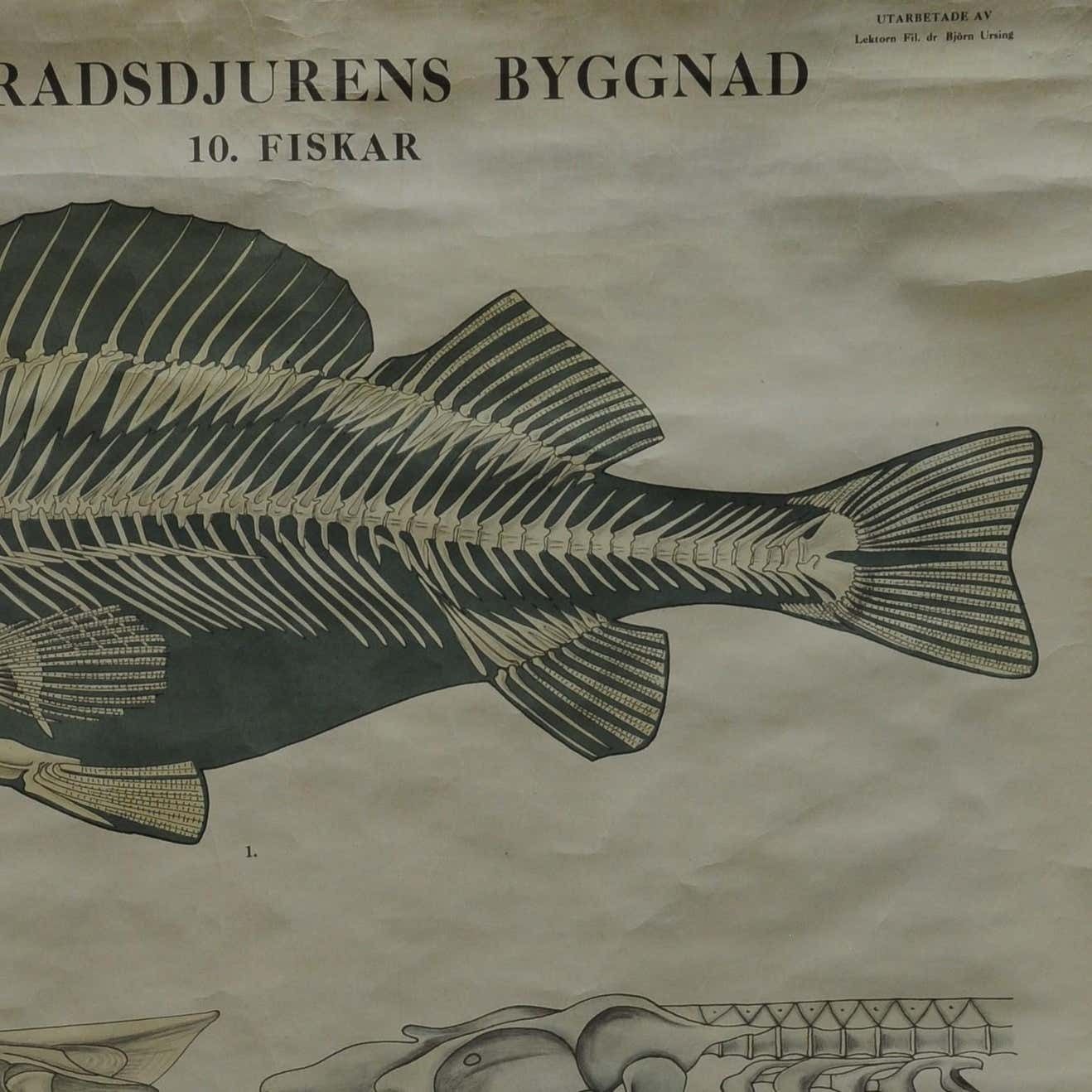 Swedisch Vintage Rollable Black And White Wall Chart Skeleton Of A Fish photo for sale