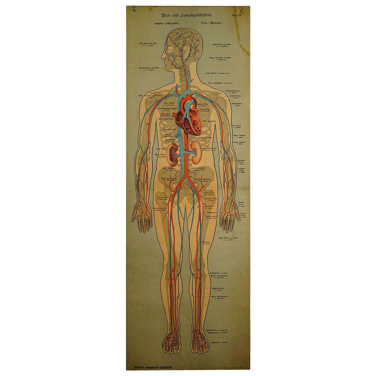 Anatomical Wall Chart Depicting The Human Lymphatic And Blood Vessels