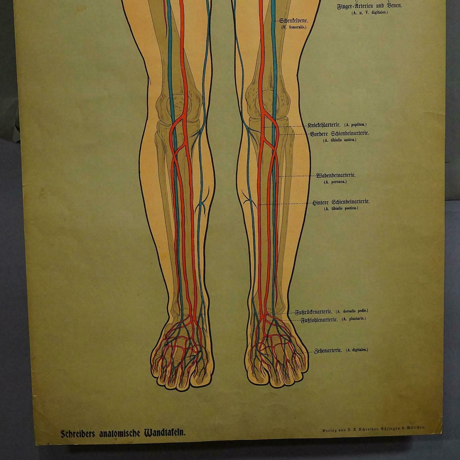Anatomical Wall Chart Depicting The Human Lymphatic And Blood Vessels photo Art