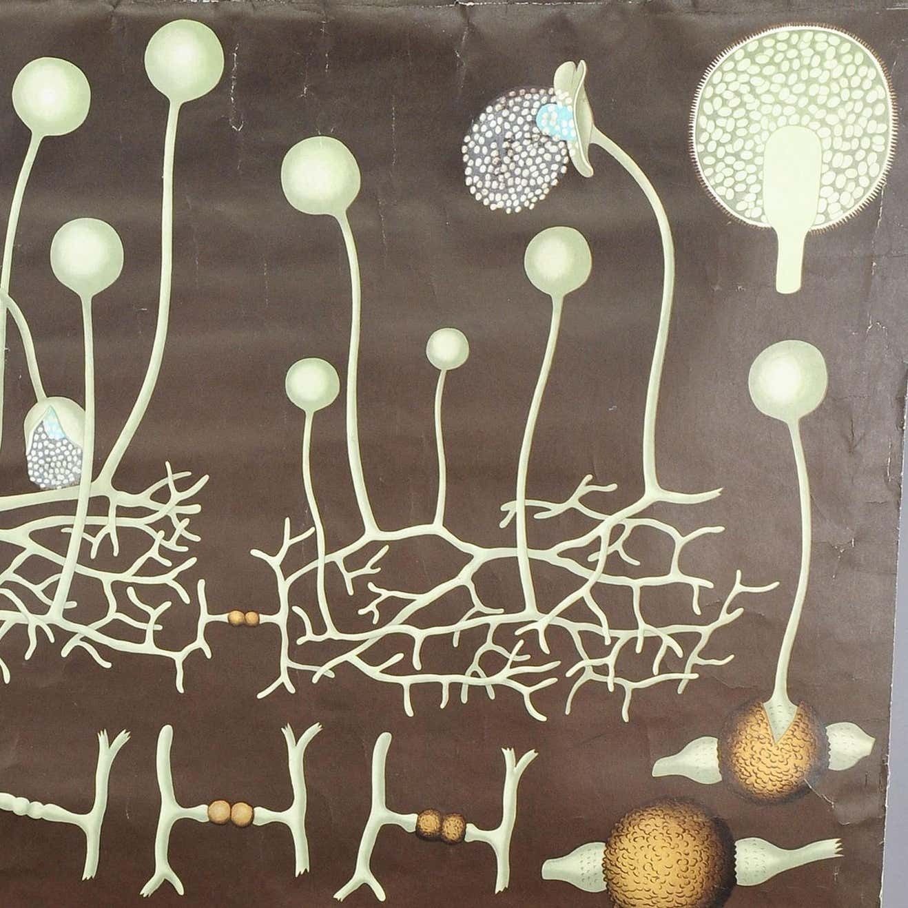 Decorative Art Print By Jung Koch Quentell Wall Chart Mildew Mould Head Brush photo for sale