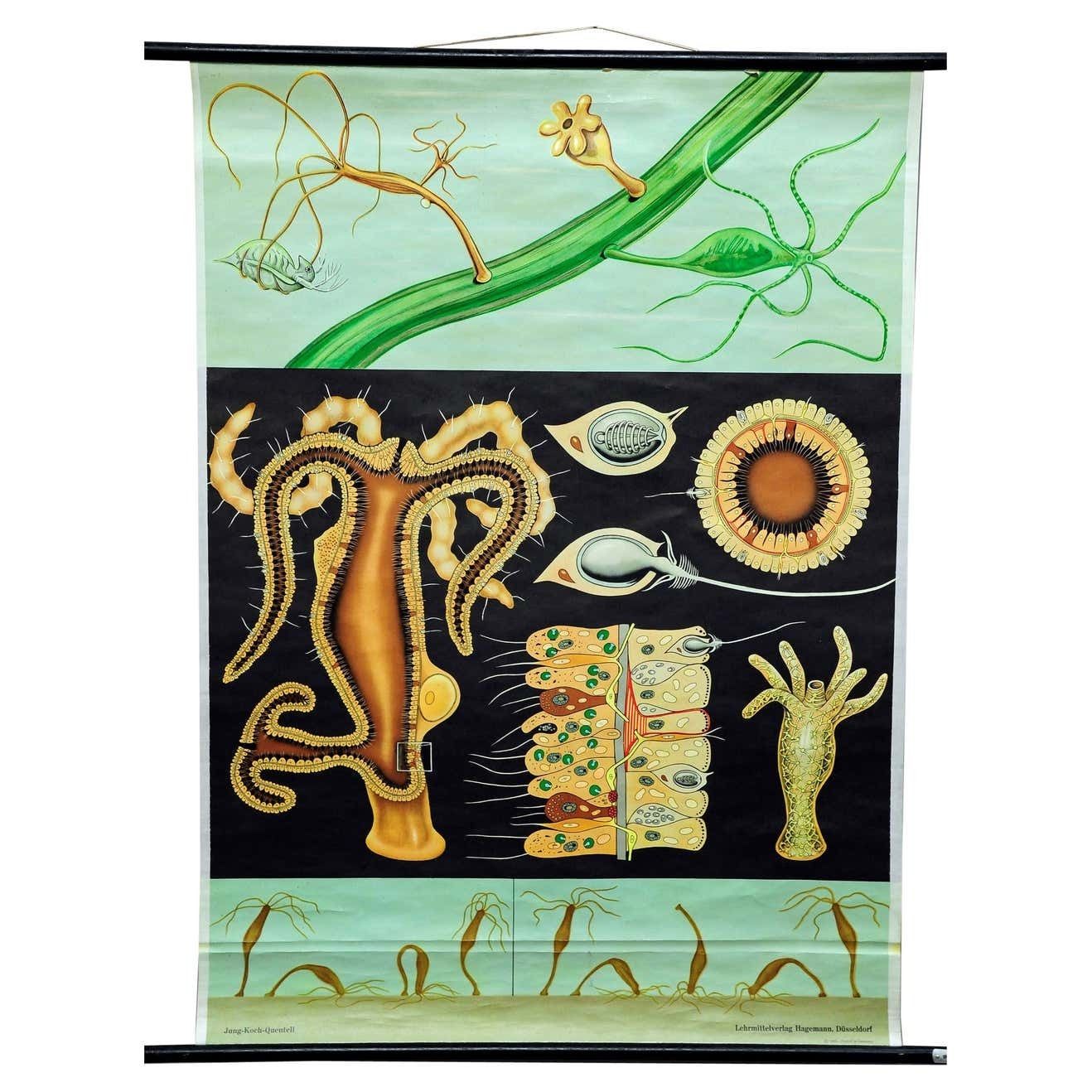Natural Look Art Print By Jung Koch Quentell Wall Chart Freshwater Polyp