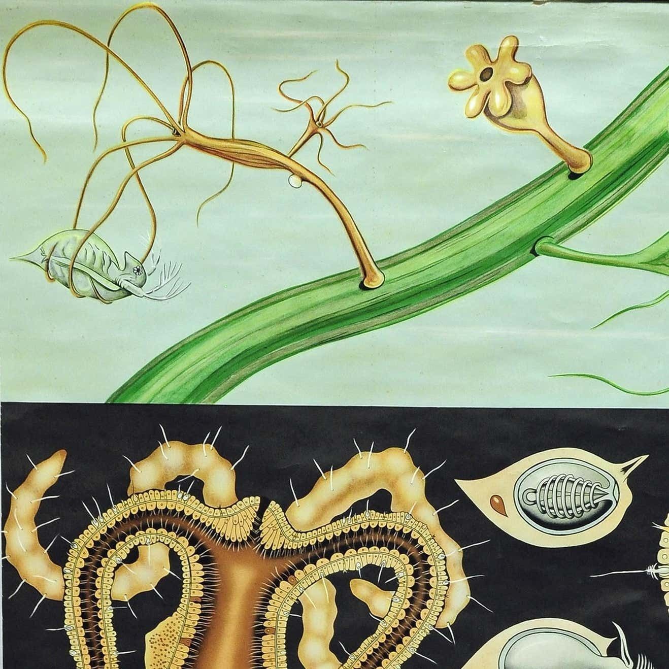 Natural Look Art Print By Jung Koch Quentell Wall Chart Freshwater Polyp photo furniture