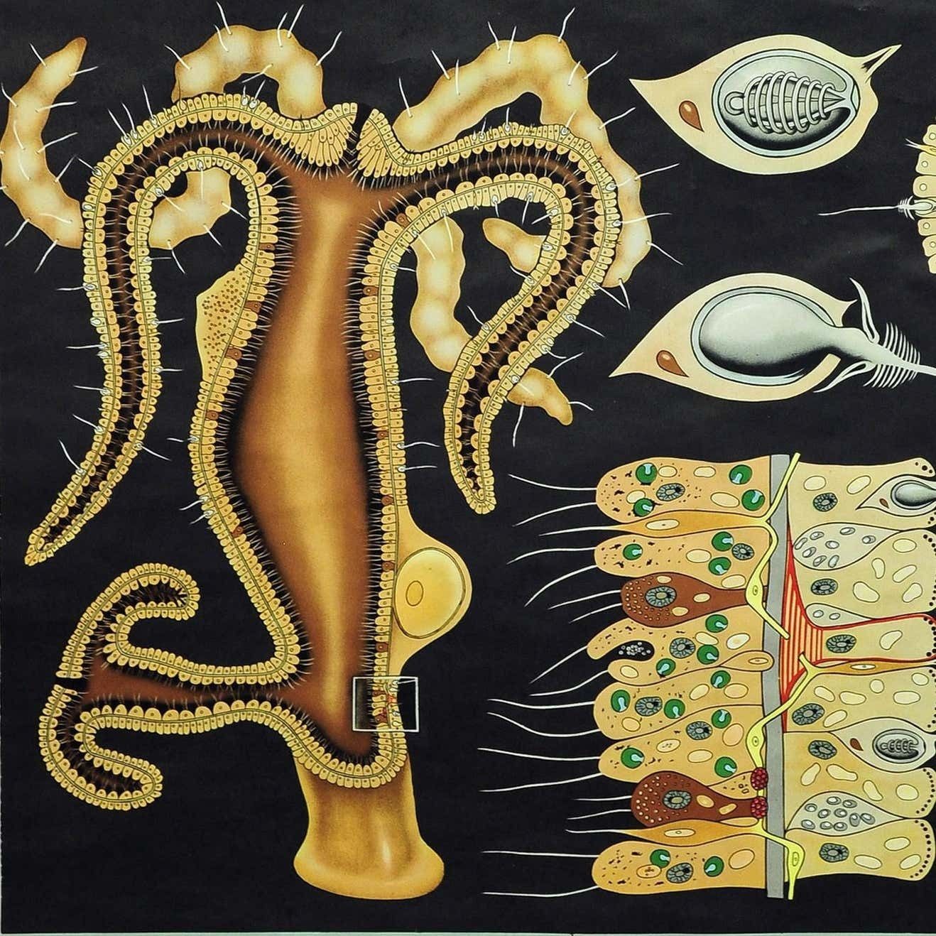 Natural Look Art Print By Jung Koch Quentell Wall Chart Freshwater Polyp photo Art