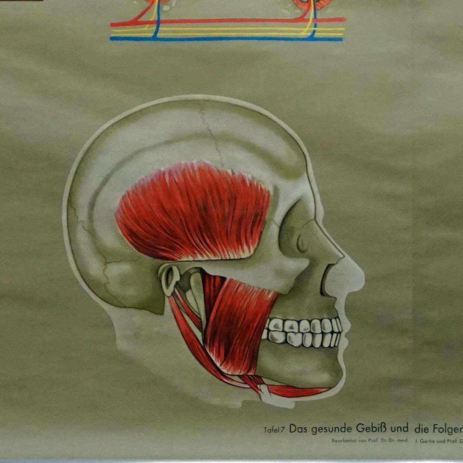 Human Body Poster Rollable Wall Chart Print Healthy Teeth Jaw Head photo 356.0
