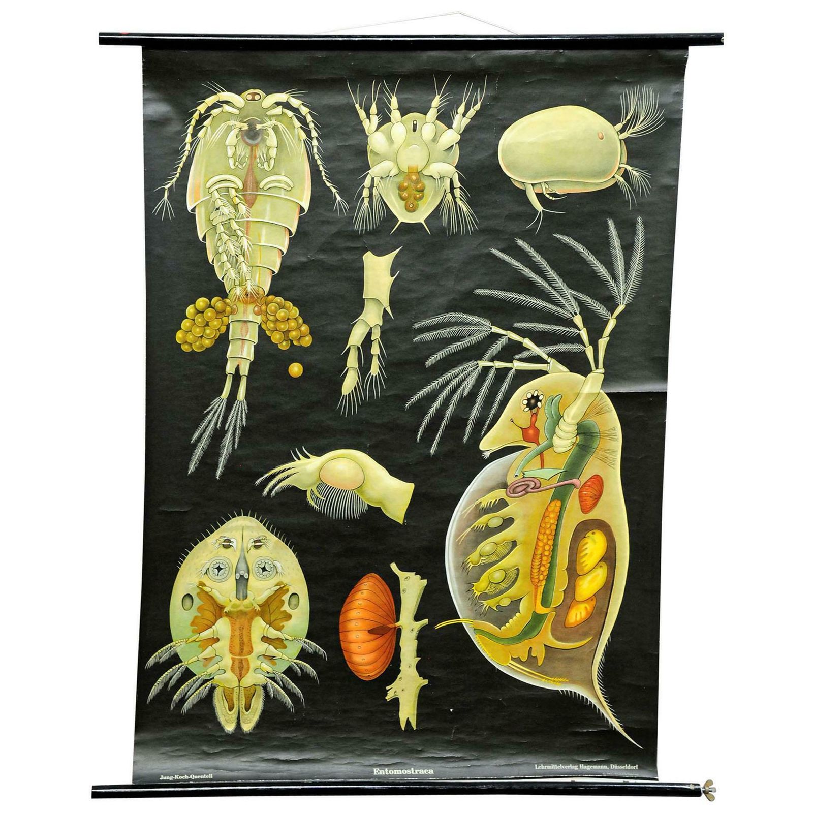 Vintage Print Pull Down Wall Chart Entomostraca Jung Koch Quentell Animal Poster