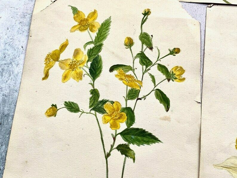 Collection Of Four Antique Floral Watercolour Paintings   Ethel Francis photo 150.0