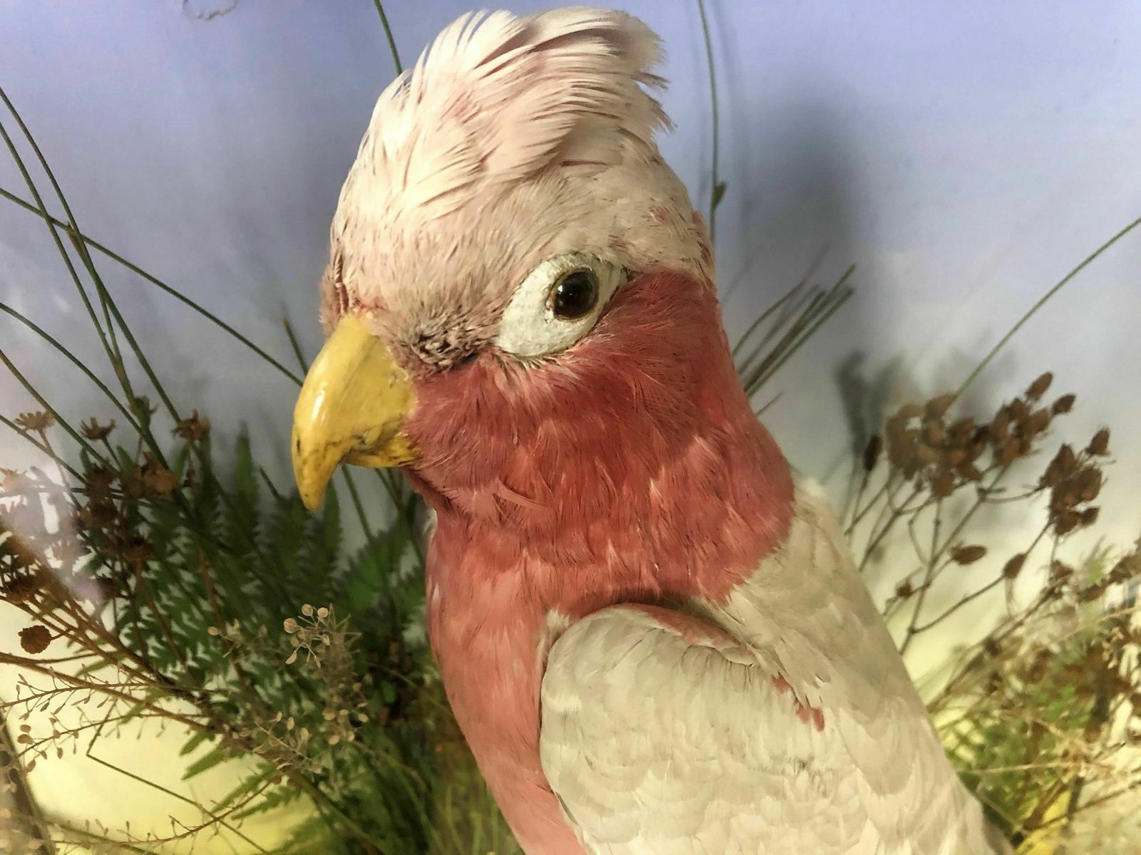 Antique Taxidermy Bird   Galah    In Glass Display Case With Scene photo for sale