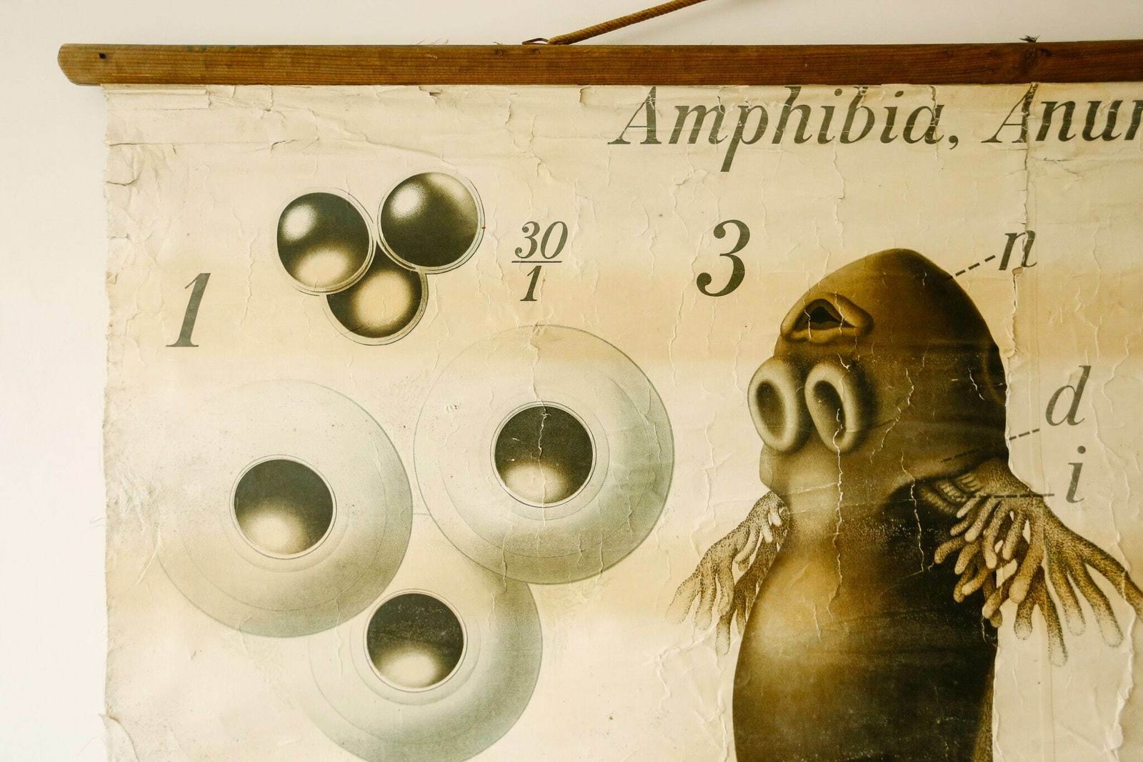 Original Zoological Vintage German School Wall Chart Newt Amphibia Anura Marine Biology Rare Paul Pfurtscheller photo for sale