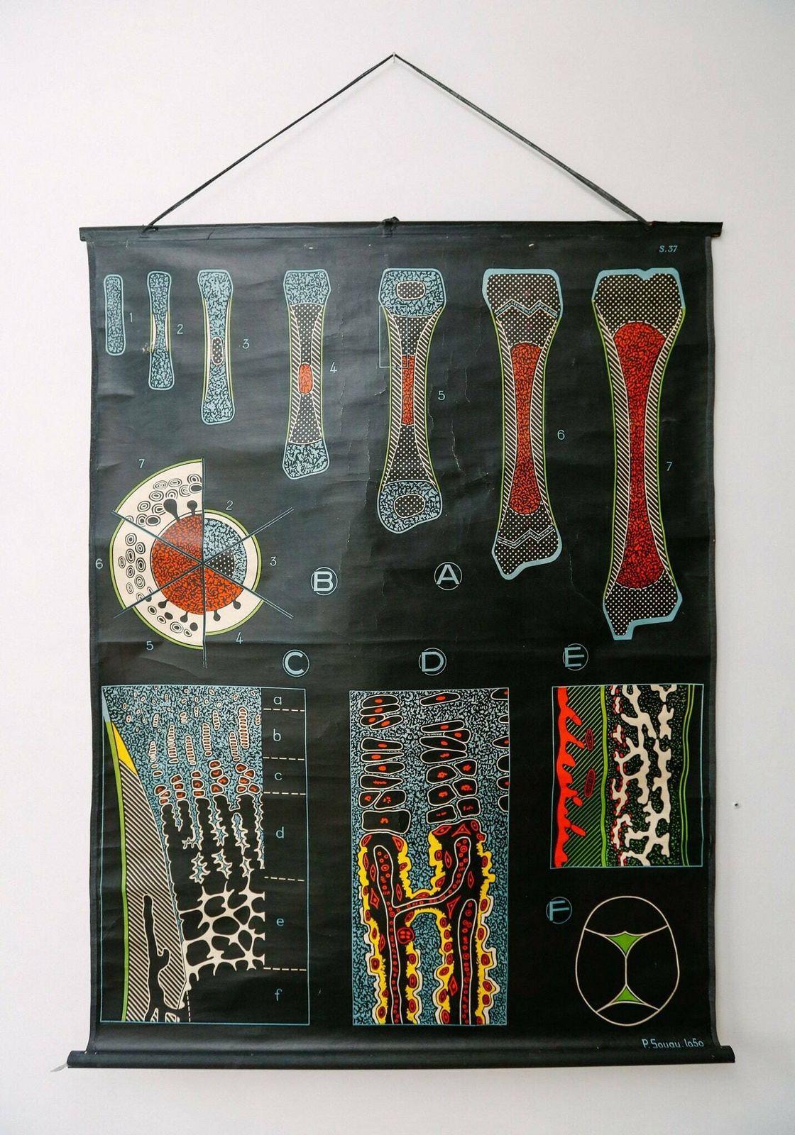 Original Anatomical Vintage French School Chalk Wall Chart Bone Formation Development Beautiful Rare DR Auzoux Sougy