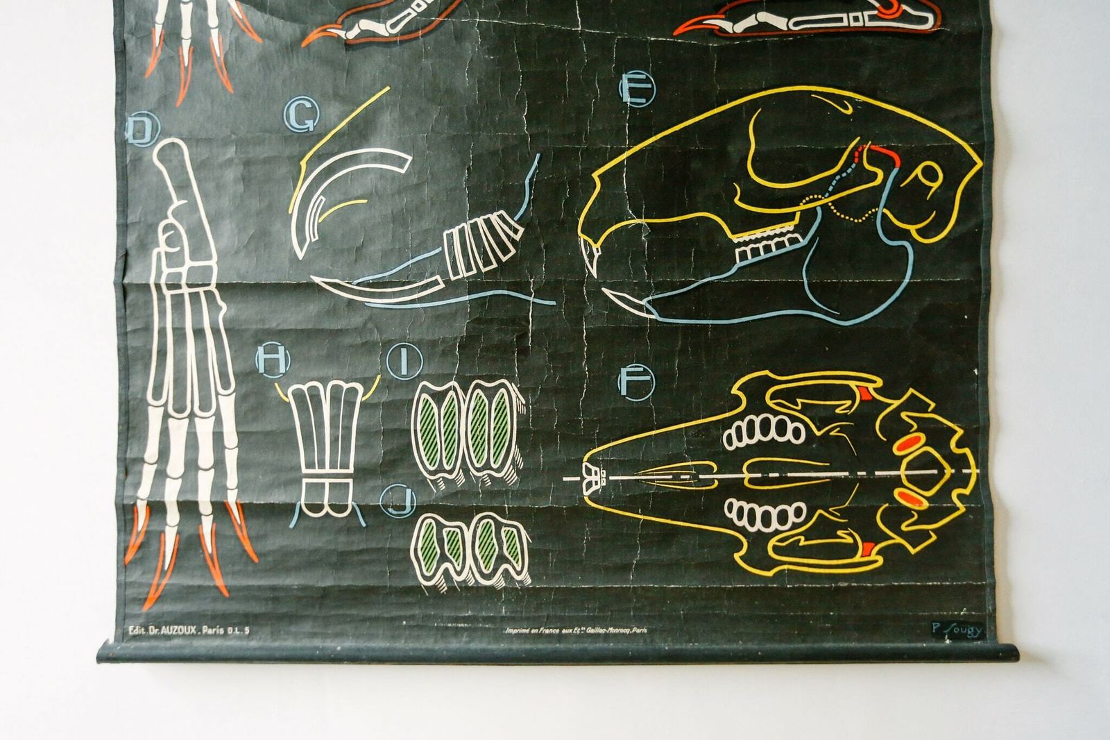Original Zoological Vintage French School Chalk Wall Chart Rabbit Zoology Beautiful Rare DR Auzoux Sougy photo for sale