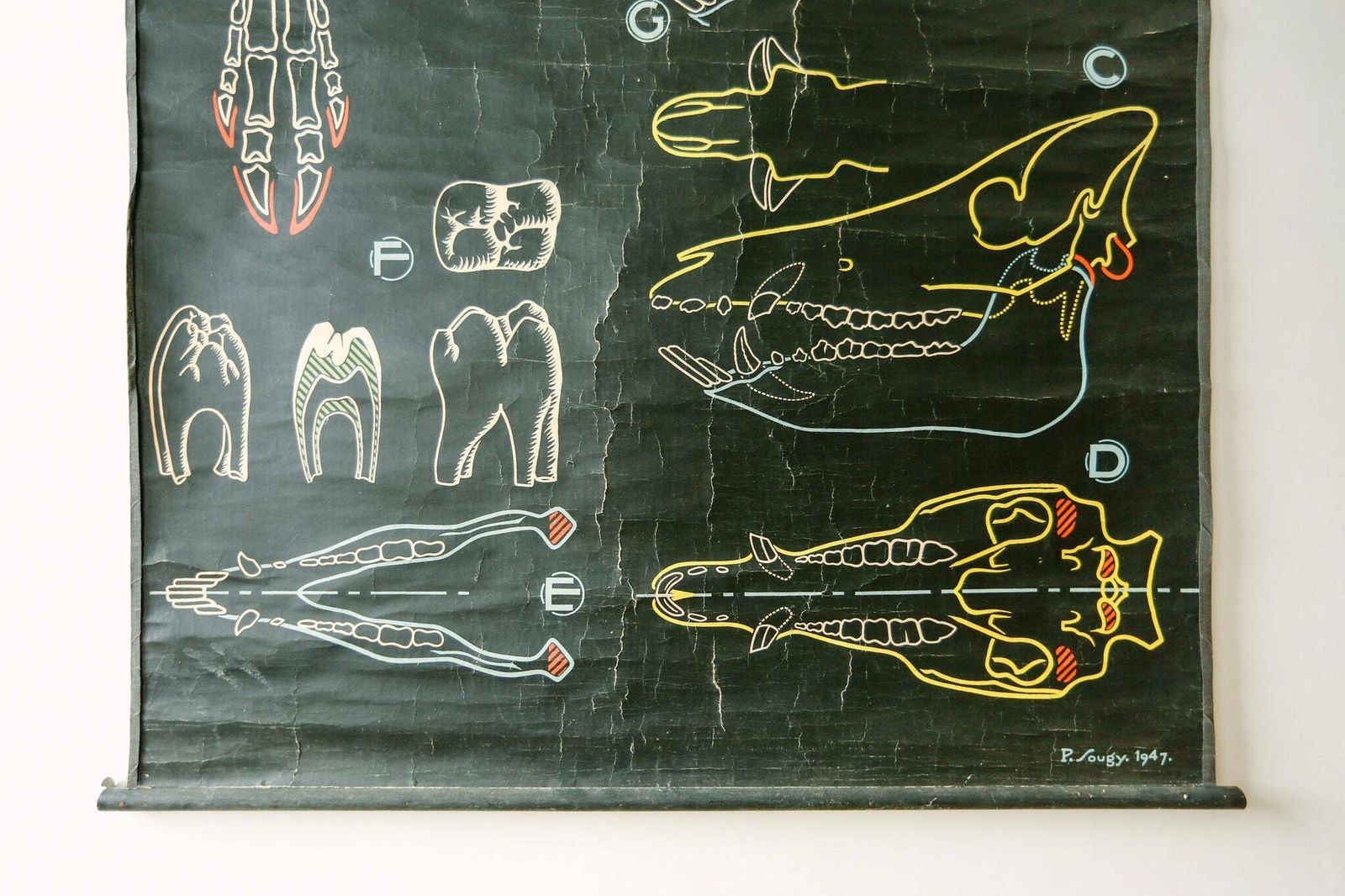 Original Zoological Vintage French School Chalk Wall Chart Pig Zoology Beautiful Rare DR Auzoux Sougy photo for sale