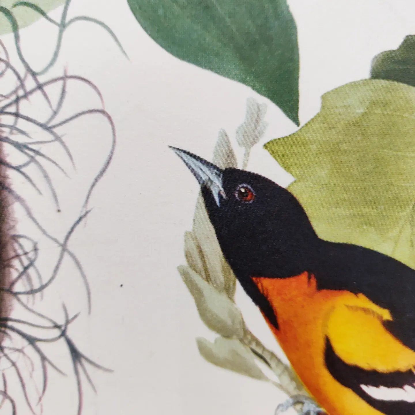 Mid 20th Century 1964 Print "Baltimore Orioles" By John James Audubon photo furniture