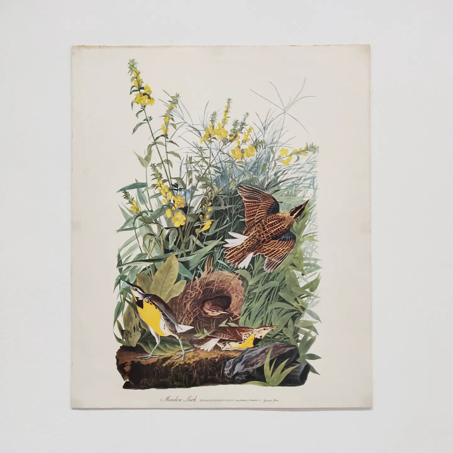 Mid 20th Century 1964 Print "Meadow Lark" By John James Audubon