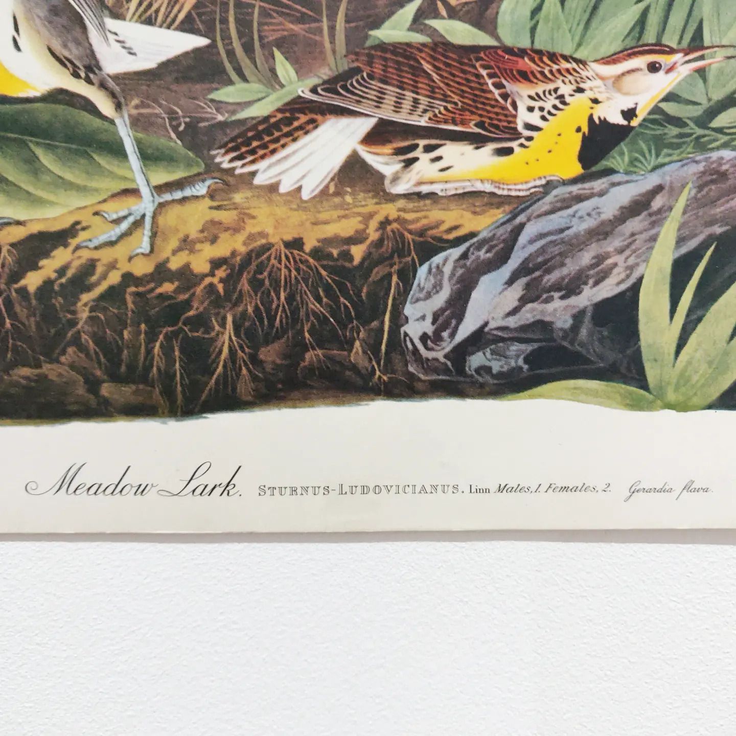 Mid 20th Century 1964 Print "Meadow Lark" By John James Audubon photo furniture