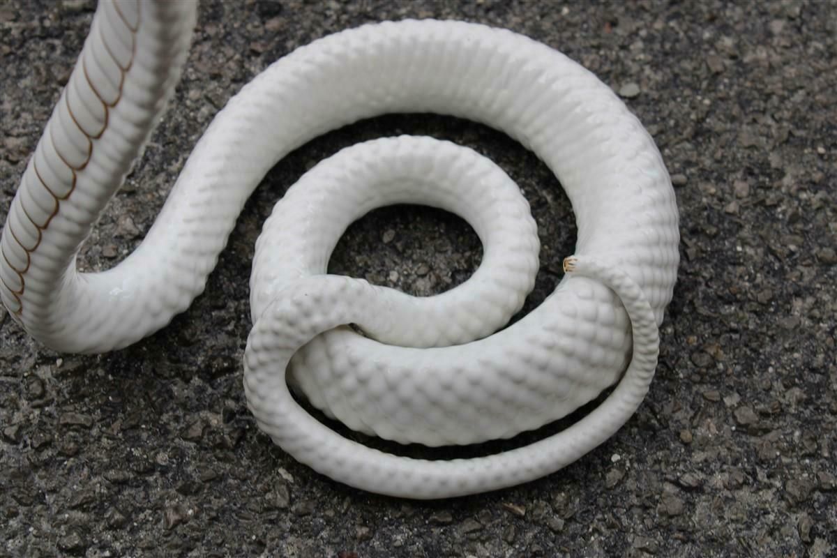 Snake Ornamental Sculpture In White And Gold Ceramic Tommaso Barbi, 1970s photo for sale