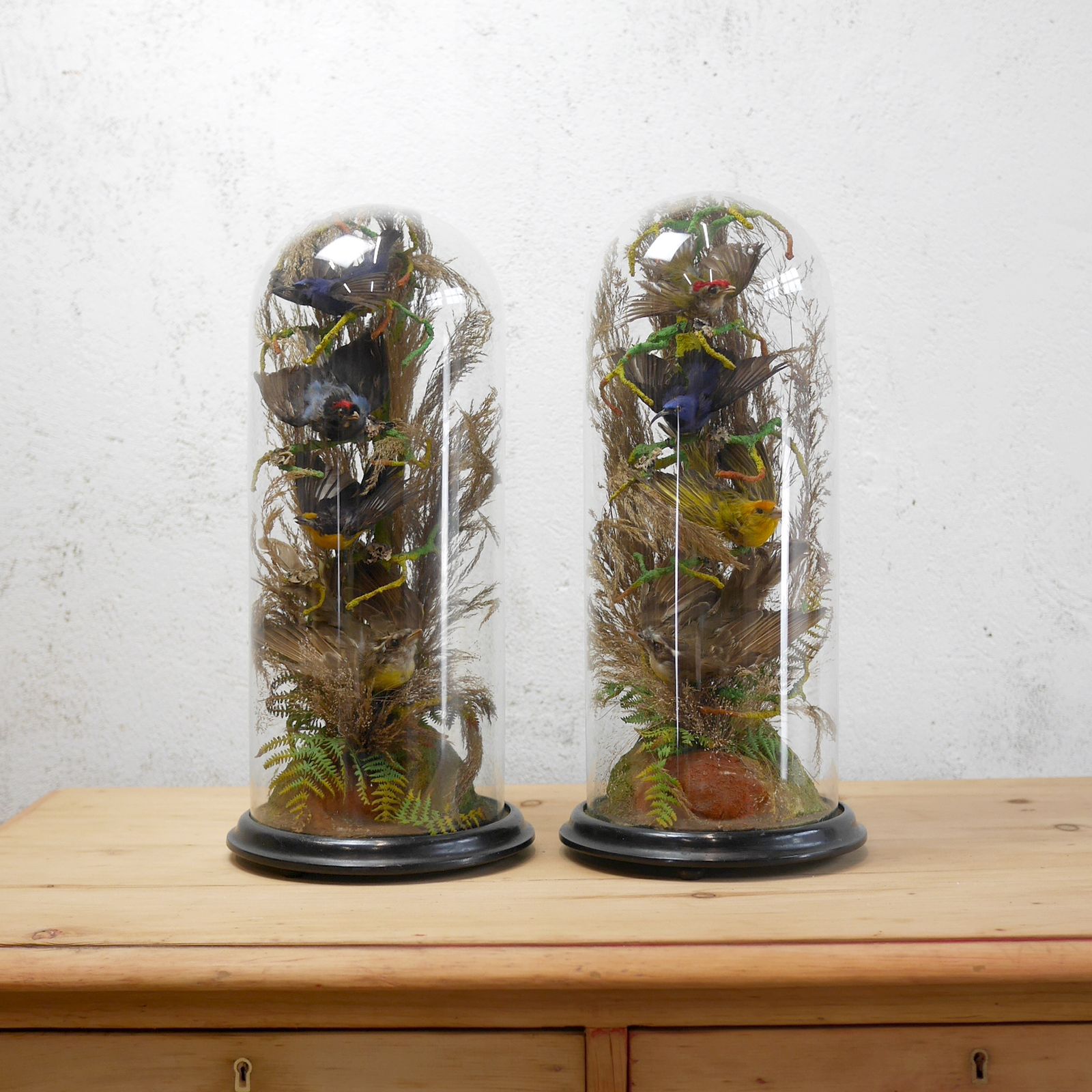 Pair Antique Taxidermy Exotic Birds In Glass Dome Naturalistic Setting