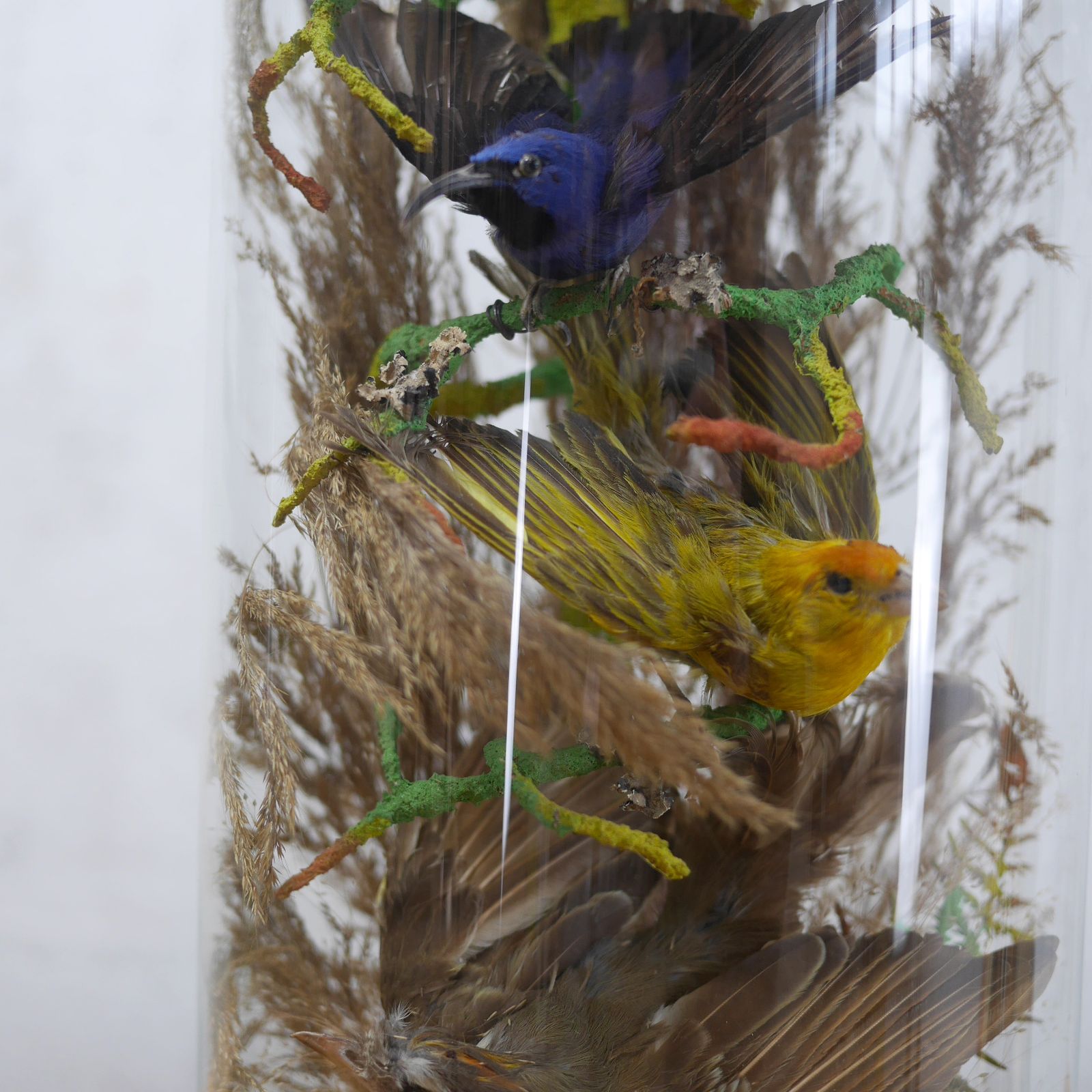photo vinterior Pair Antique Taxidermy Exotic Birds In Glass Dome Naturalistic Setting