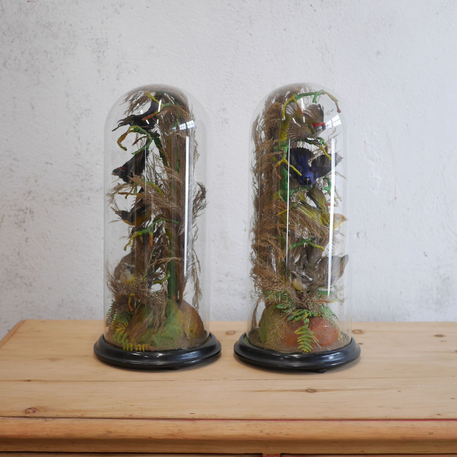 Pair Antique Taxidermy Exotic Birds In Glass Dome Naturalistic Setting photo 1195.0