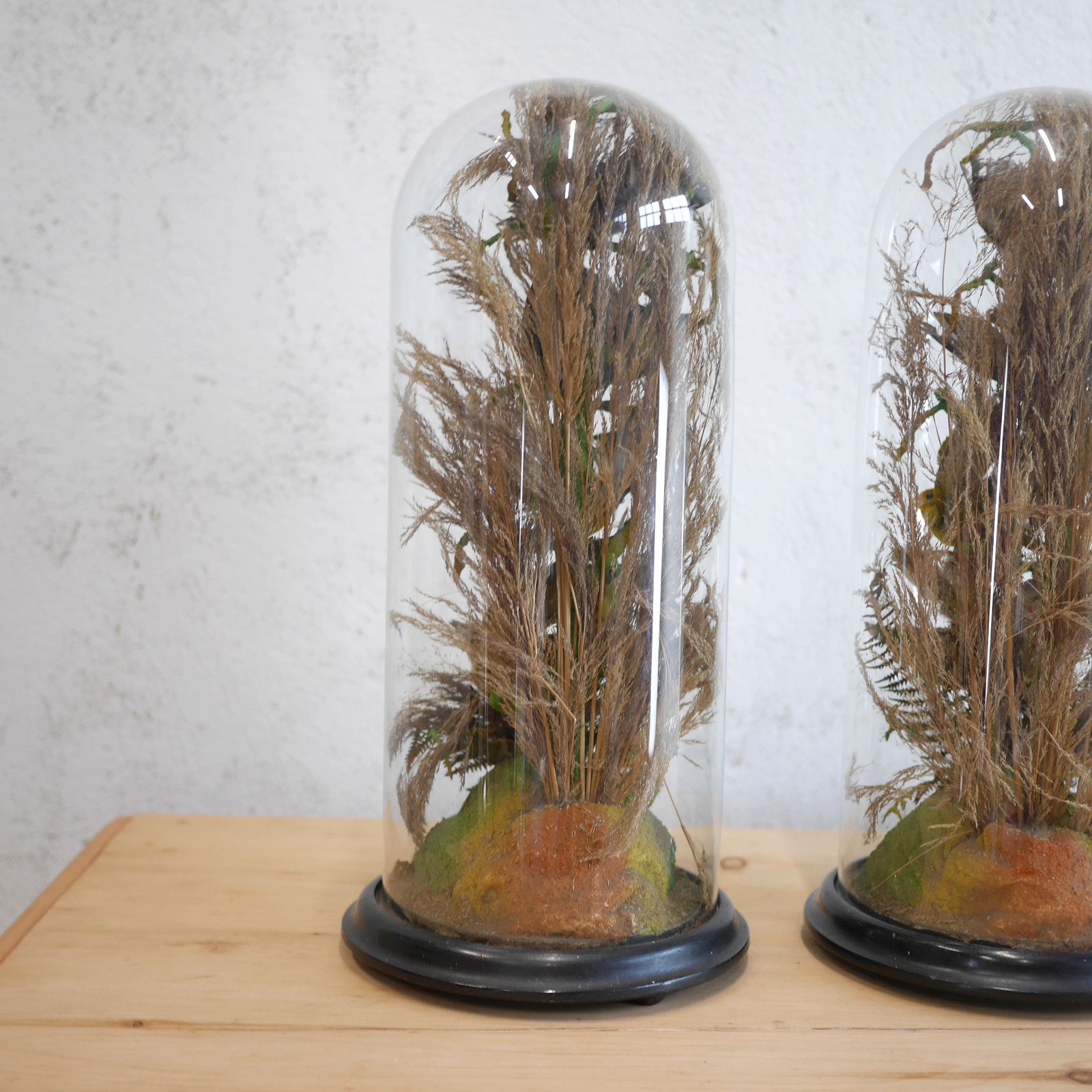 Pair Antique Taxidermy Exotic Birds In Glass Dome Naturalistic Setting photo buy