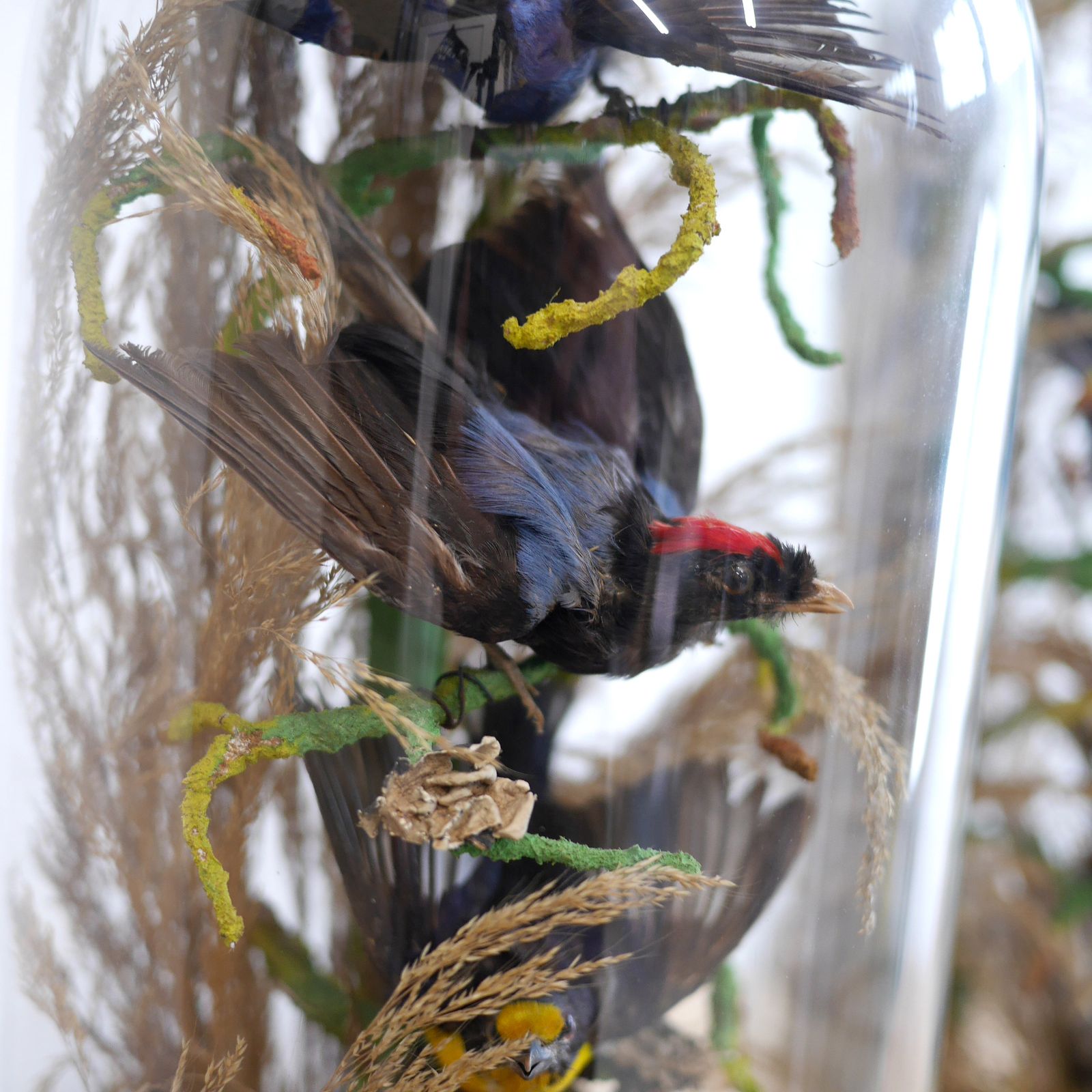 Home Decor Pair Antique Taxidermy Exotic Birds In Glass Dome Naturalistic Setting photo