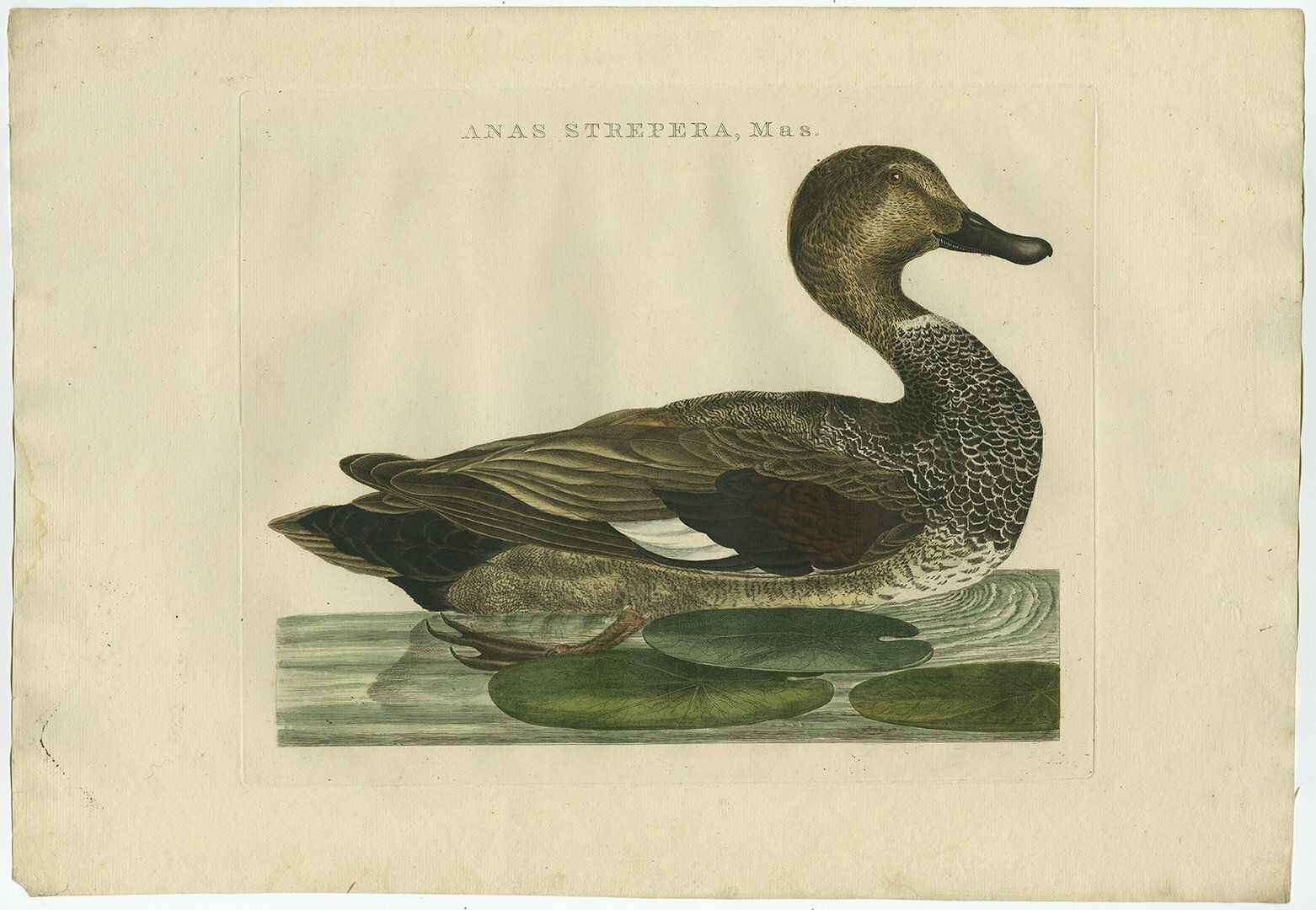 Set Of Two Antique Bird Prints Male And Female Gadwall Duck 'Anas Strepera' photo for sale