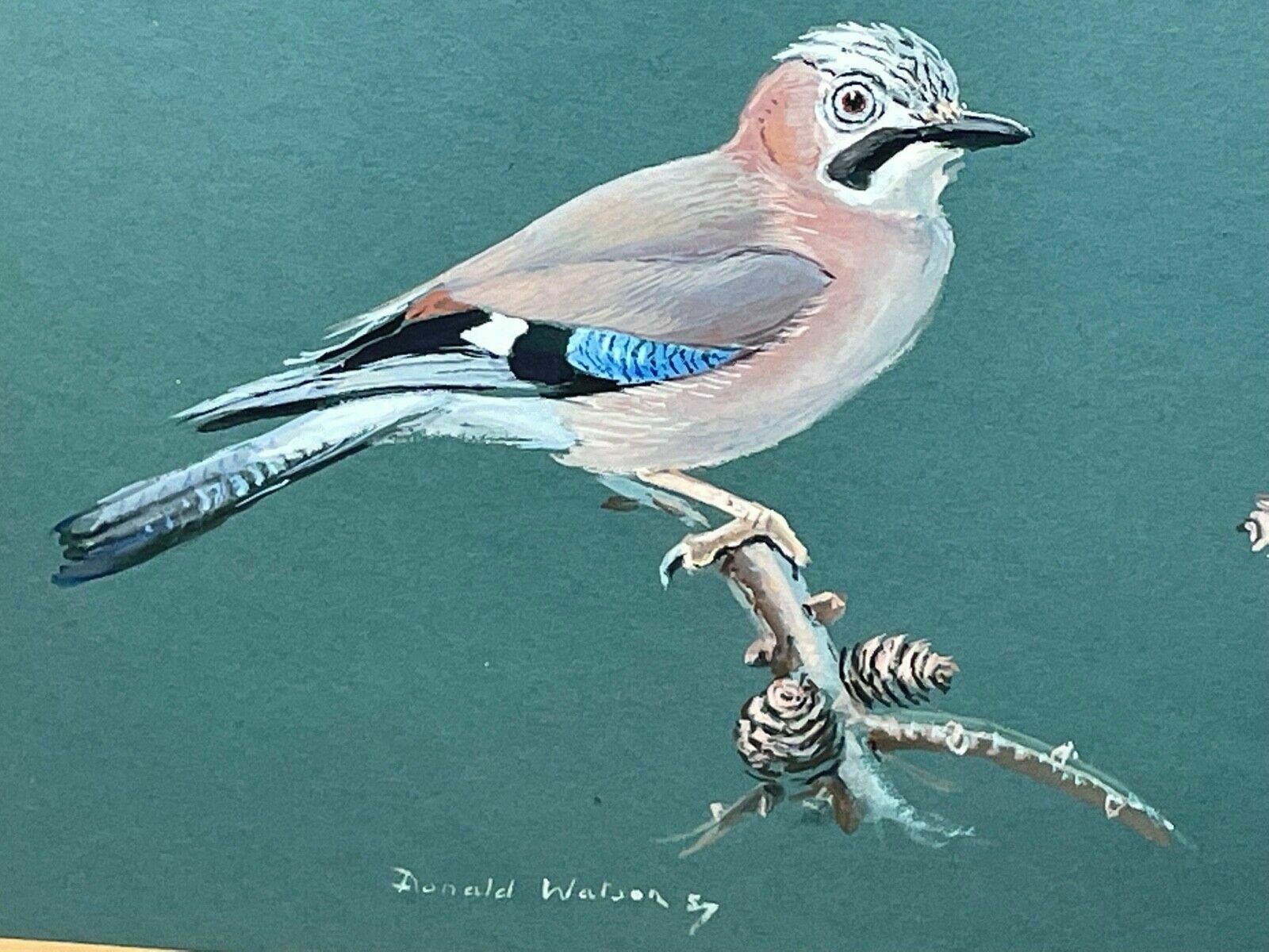 Ornithological Painting Jays Perched Bird Study Signed Donald Watson 1918 2005 photo 5000.0