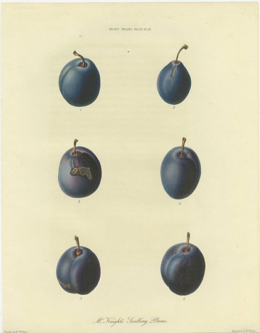 Antique Fruit Print Of Mr. Knight's Seedling Plums