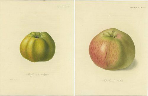Set Of 2 Antique Prints Of The Gravenstein Apple And Alexander Apple photo for sale