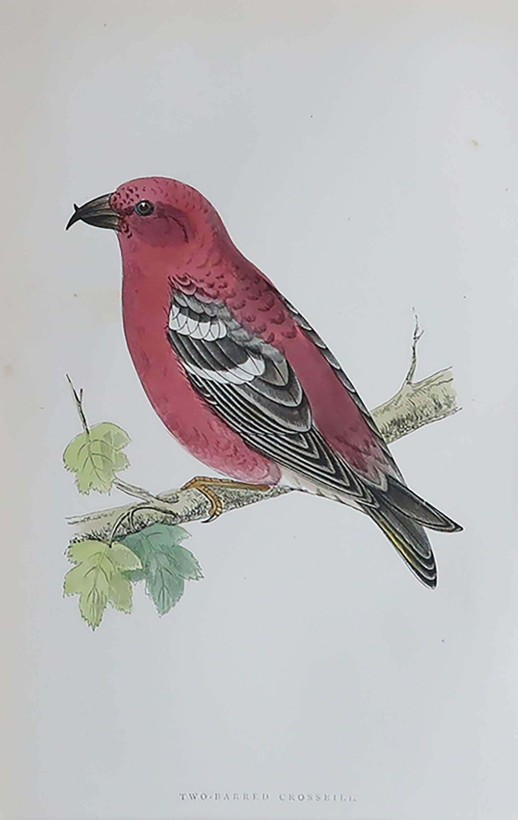Original Antique Print Of A Crossbill In An Ebonised Faux Bamboo Frame photo for sale