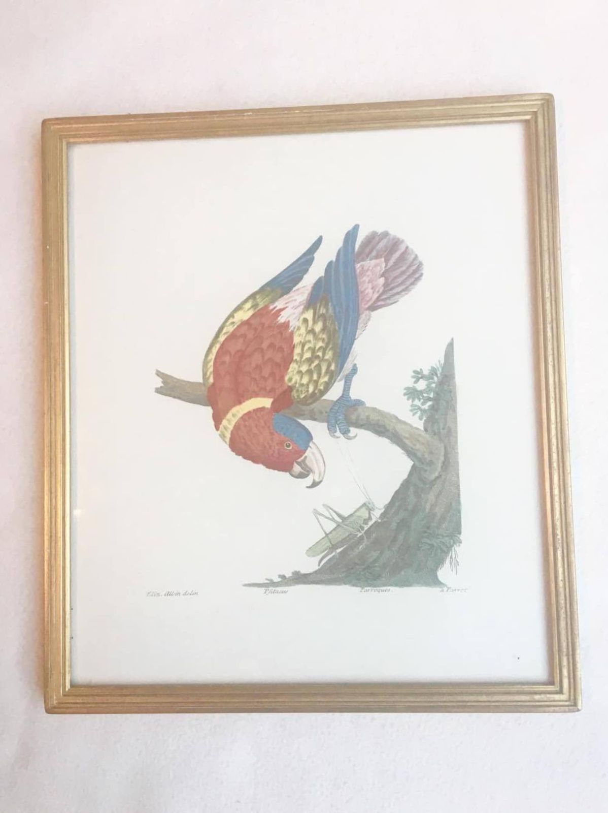 Vintage Framed Parrot Print, Tropical Decor Bird Art Print, Bird Prints, Beach Cottage Decor, Print Wall Art, Belgium 1960s, Parrot Art photo Art