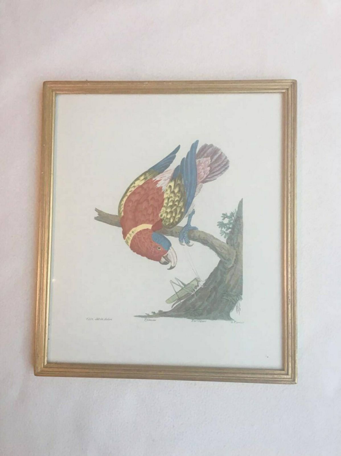 Vintage Framed Parrot Print, Tropical Decor Bird Art Print, Bird Prints, Beach Cottage Decor, Print Wall Art, Belgium 1960s, Parrot Art photo buy