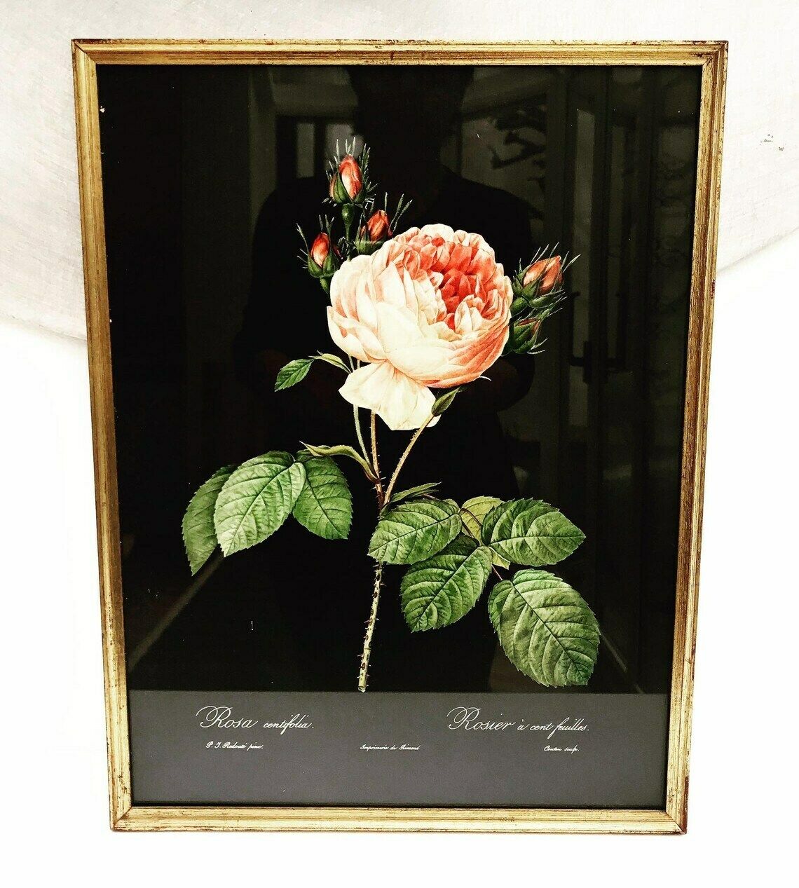 Roses Framed Print 1960s Vintage Flower Print Botanical Roses Wall Art Boho Chic Decor Antique Rose Cottage Chic Entry photo furniture