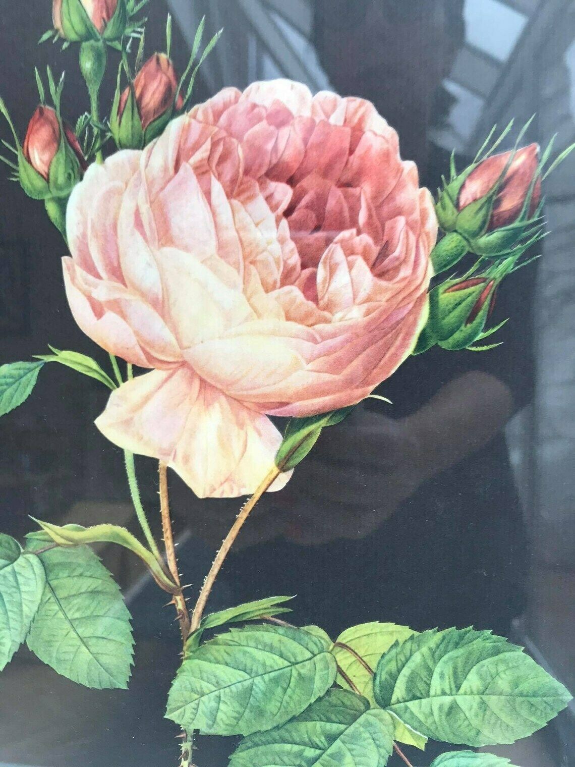 Ingelijste Rozenprint, Vintage Bloemenprint Ca. Jaren 1960, Botanische Rozen Wanddecoratie, Boho Chic, Antieke Roos, Cottage Chic photo Kunst