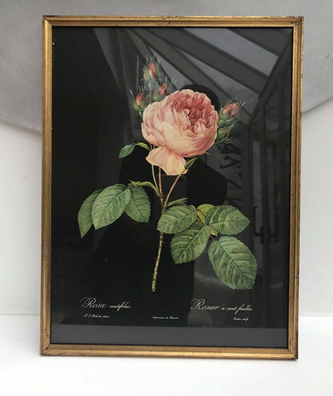 Roses Framed Print 1960s Vintage Flower Print Botanical Roses Wall Art Boho Chic Decor Antique Rose Cottage Chic Entry photo vintage