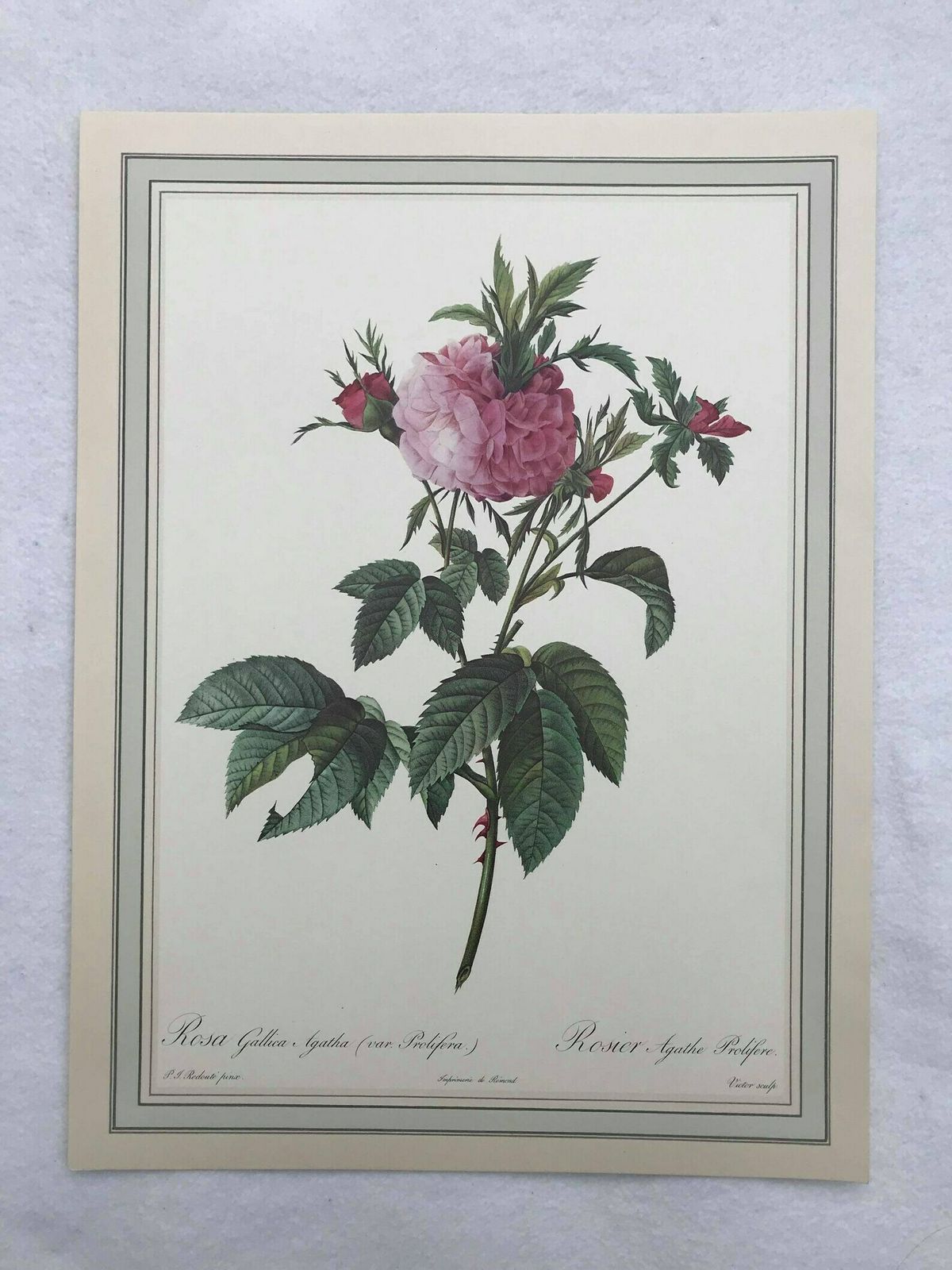 photo furniture Botanical Print Wall Art Roses Set Original 1960s Vintage Rose Antique Rose Prints Set Victorian Art Wall Cottage Chic Green And Pink